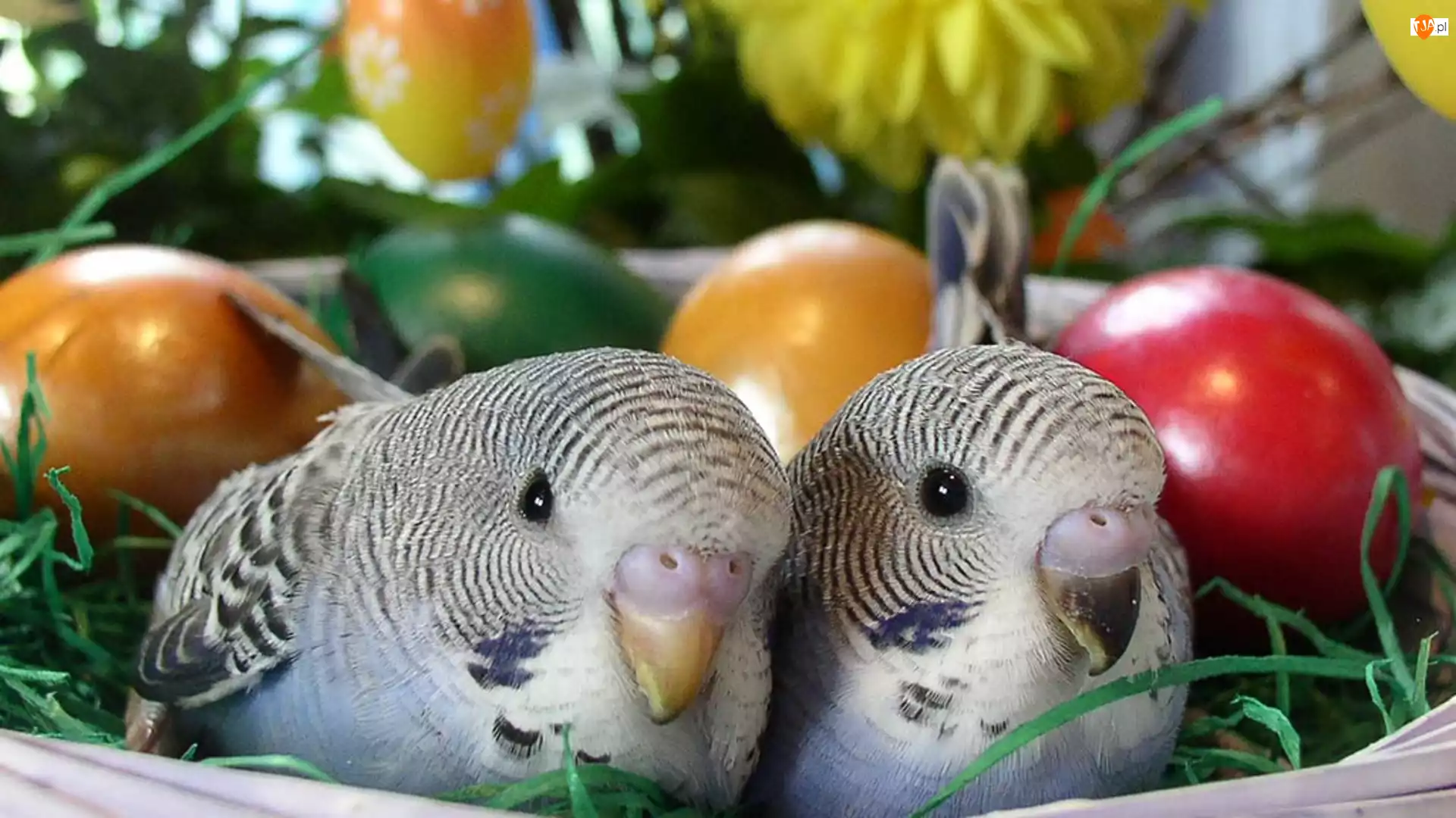 Jajka, Papużki