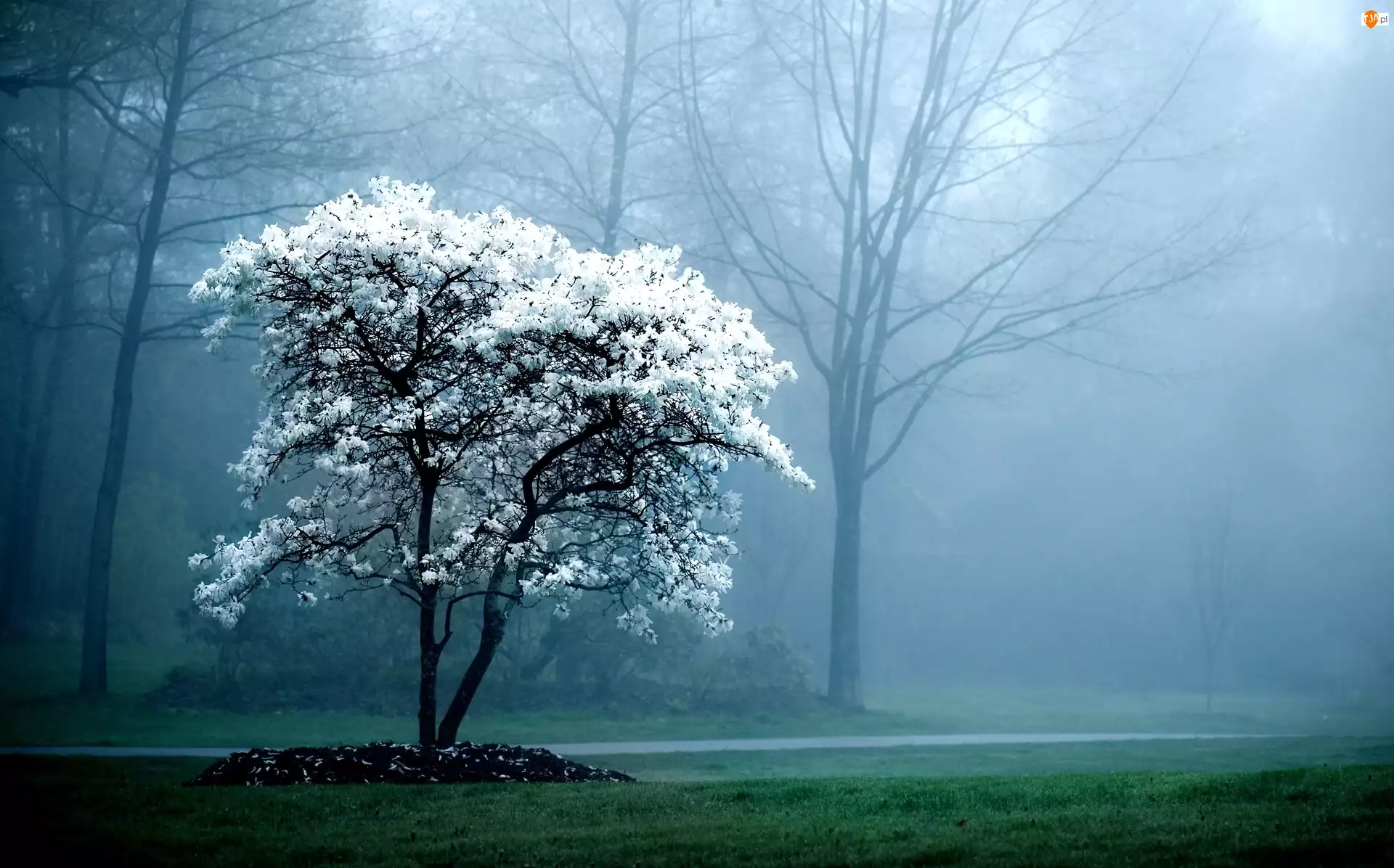 Drzewo, Mgła, Kwitnące