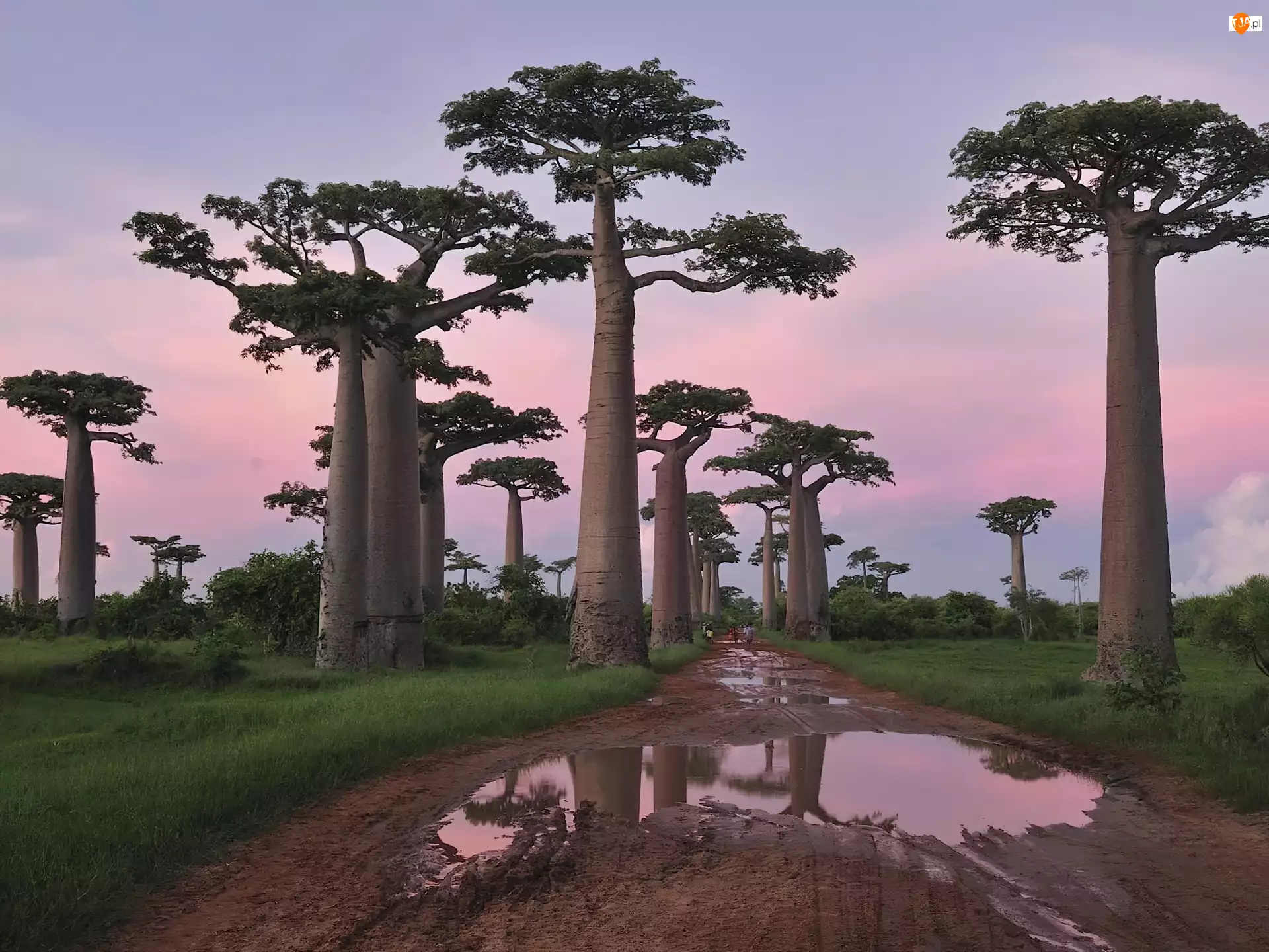 Drzewa, Kałuże, Baobab, Droga