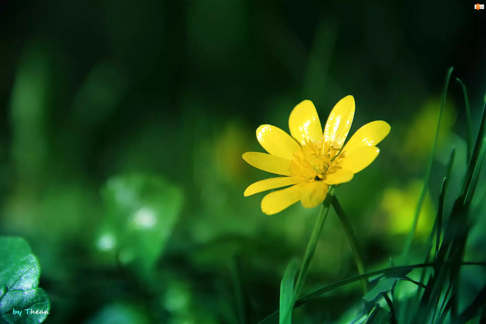 Kwiat, Żółty, Wiosenny