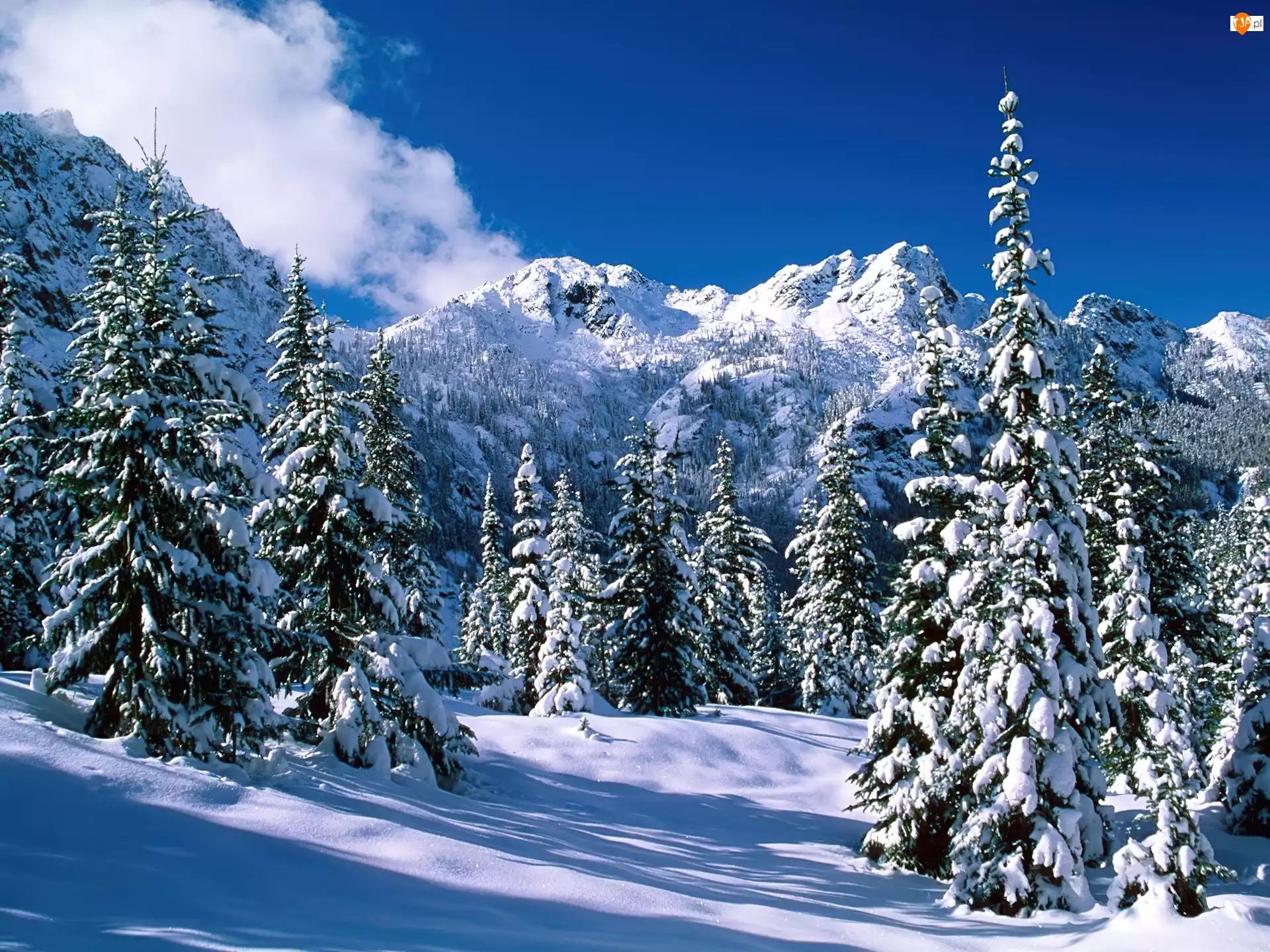 Śnieg, Zaśnieżone, Drzewa, Góry
