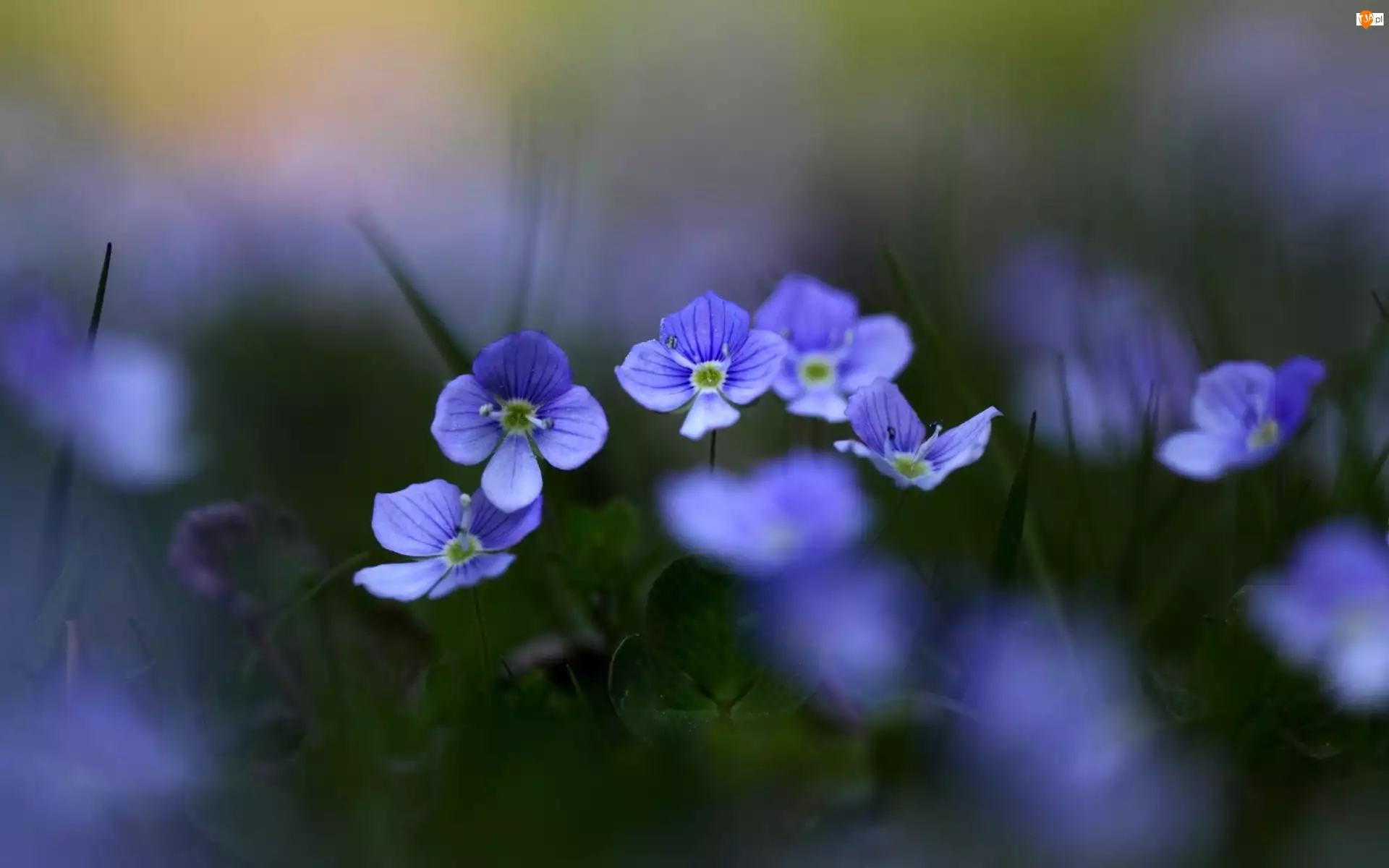 Kwiatuszki, Polne, Błękitne
