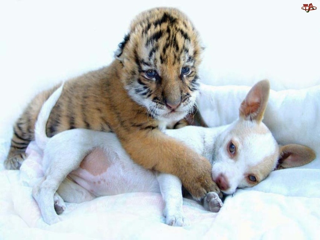 Tygrys, Piesek, Mały