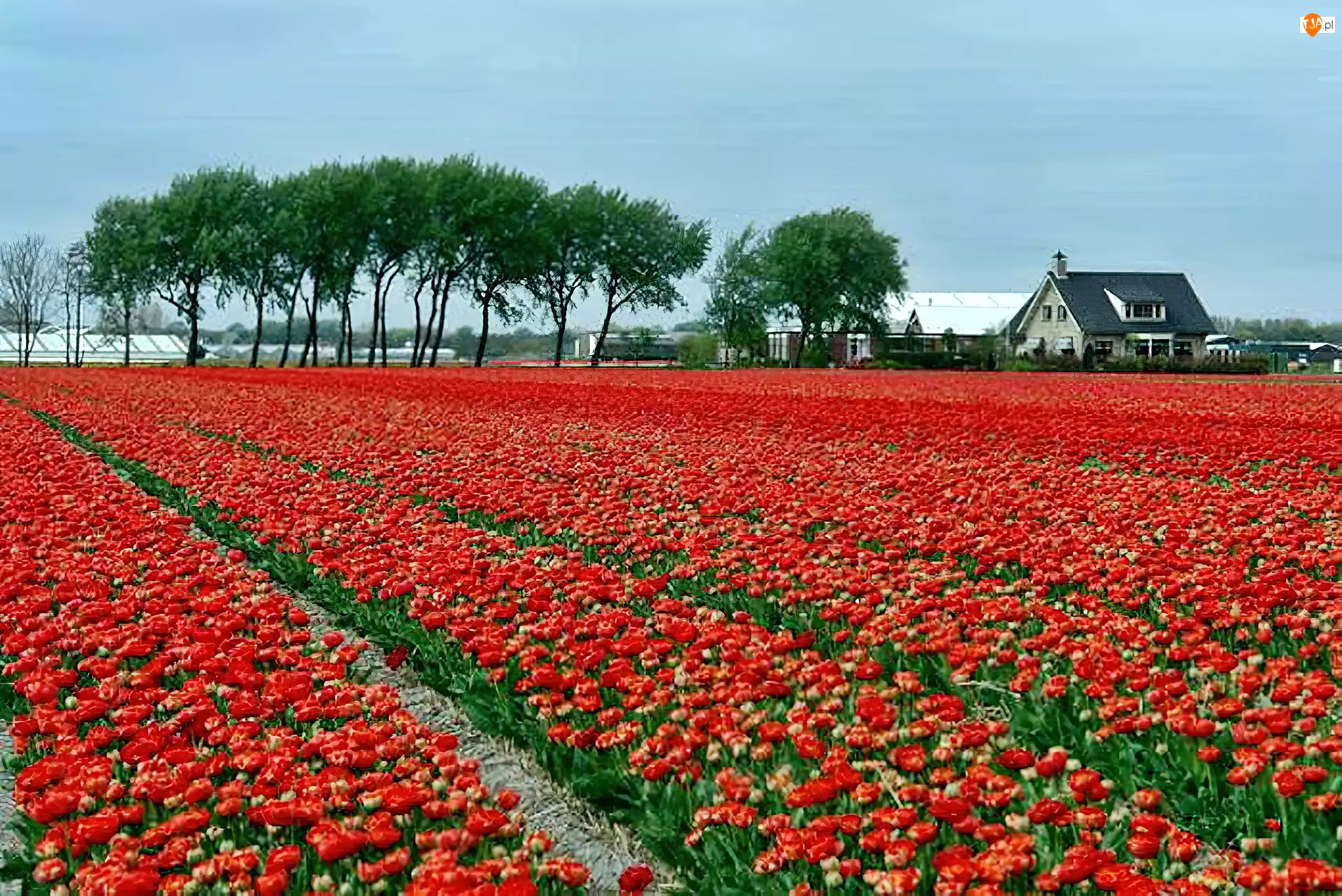 Tulipany, Holandia, Pole