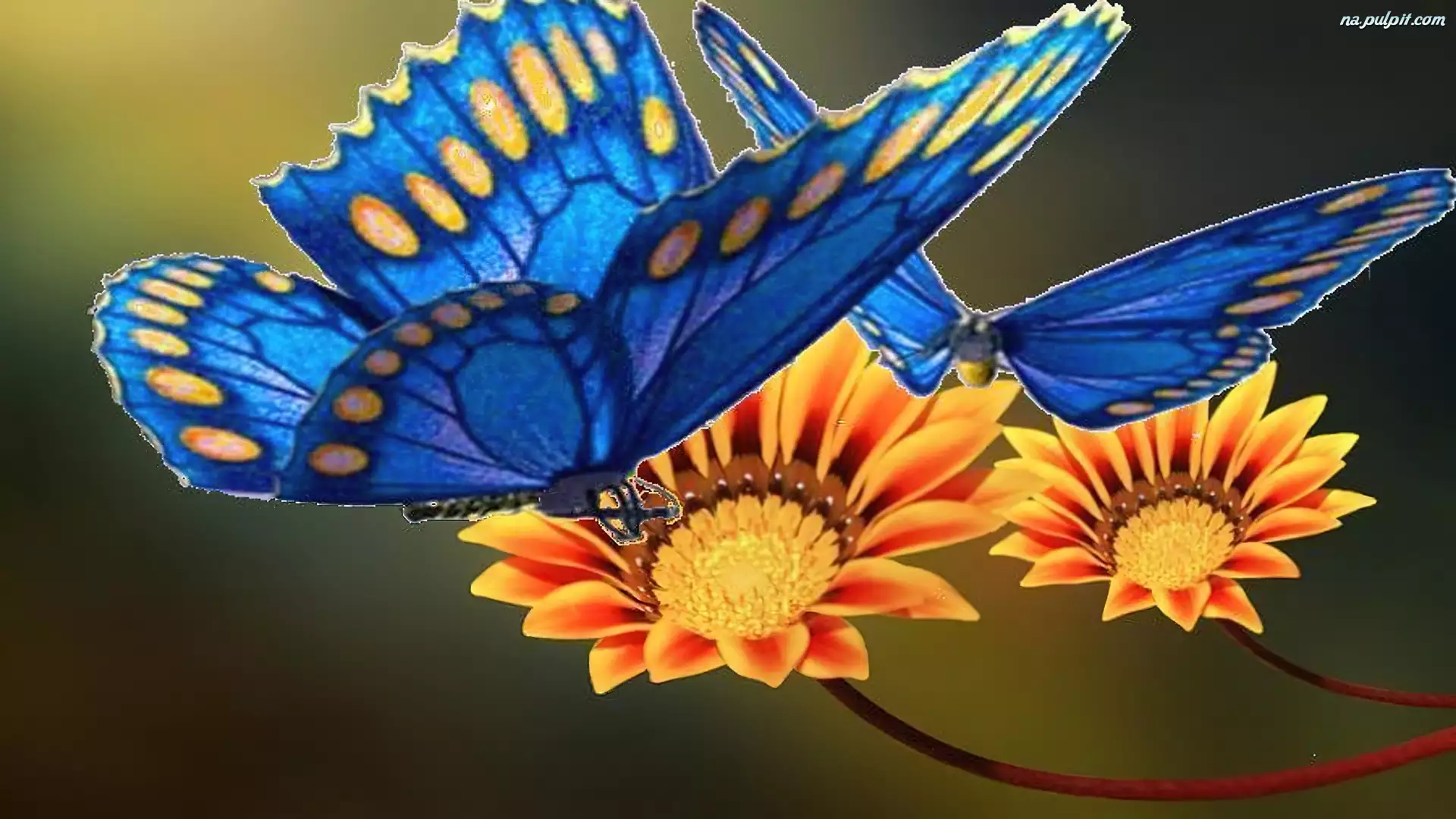 Kwiaty, Niebieskie, Motyle