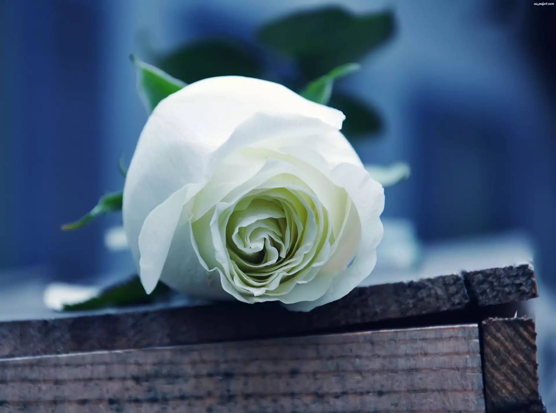 Róża, Piękna, Biała
