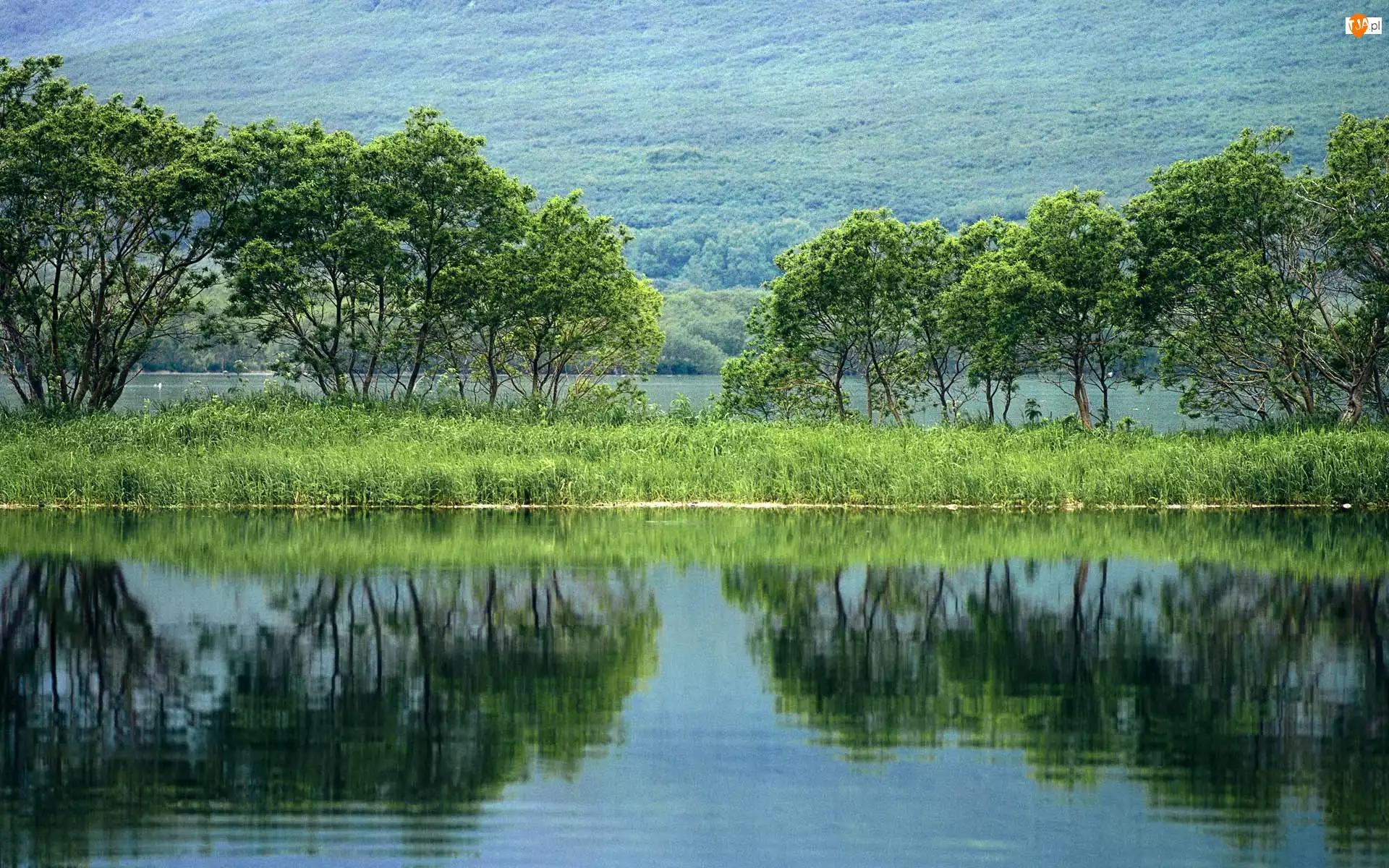 Drzewa, Jezioro, Trawa