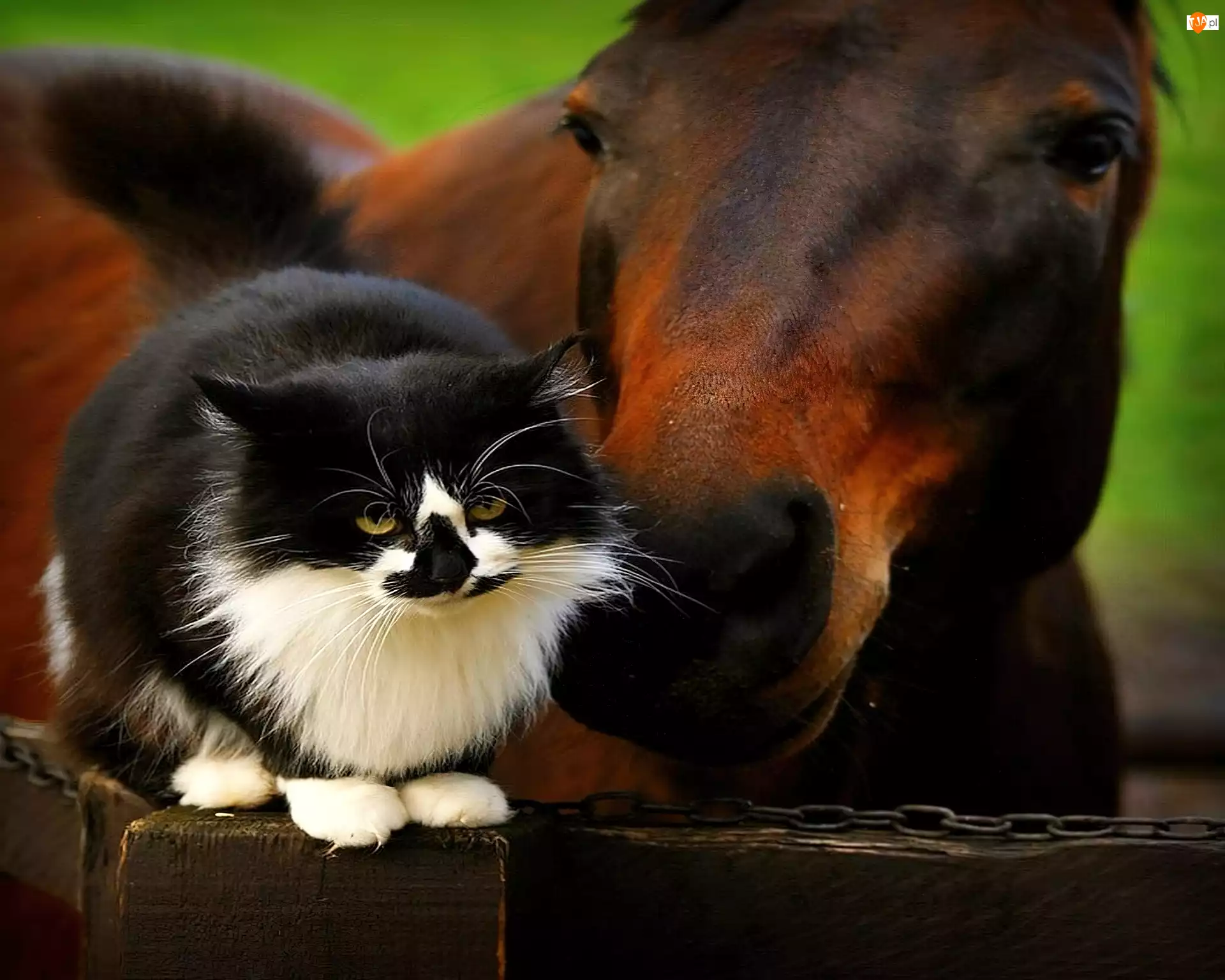 Koń, Kot, Przyjaciel