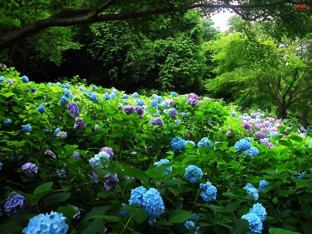 Drzewa, Ogród, Niebieska, Hortensja, Różowa