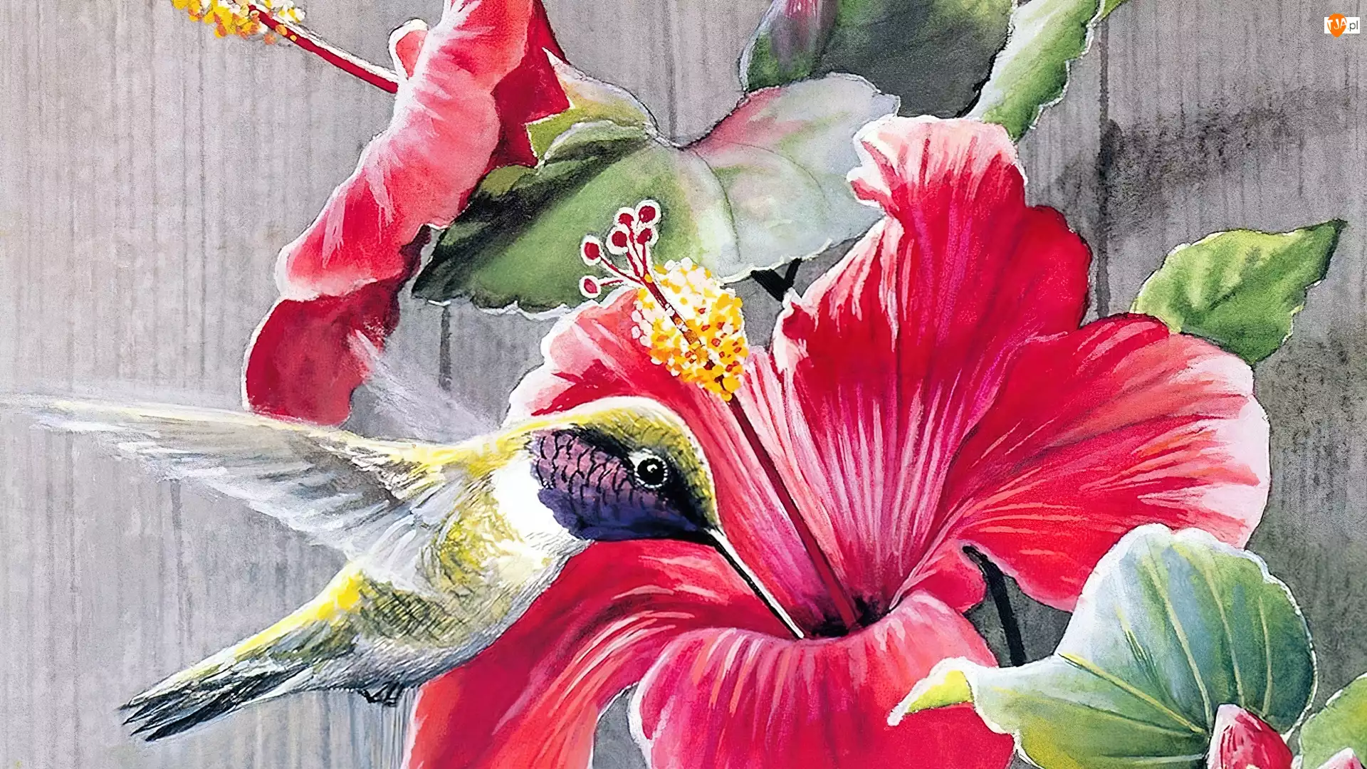 Art, Kwiat, Koliber