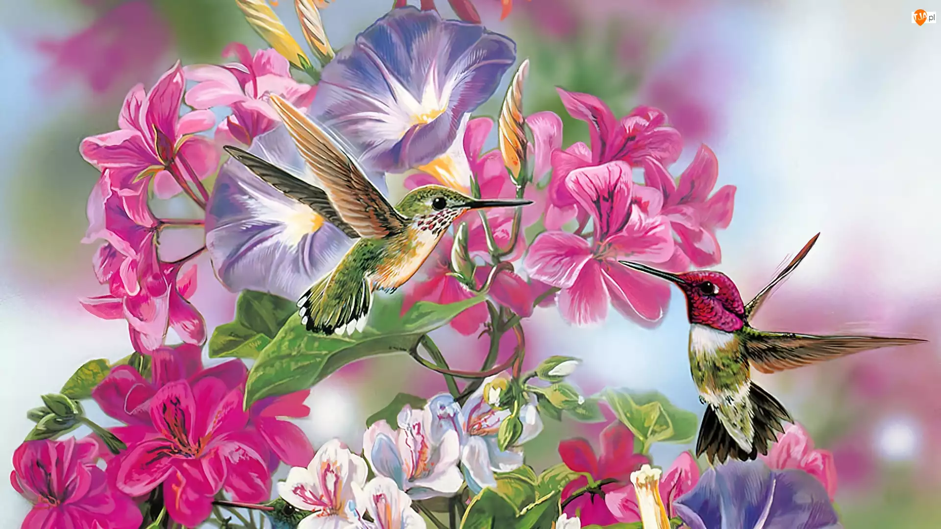 Art, Kolorowe, Dwa, Kwiaty, Kolibry