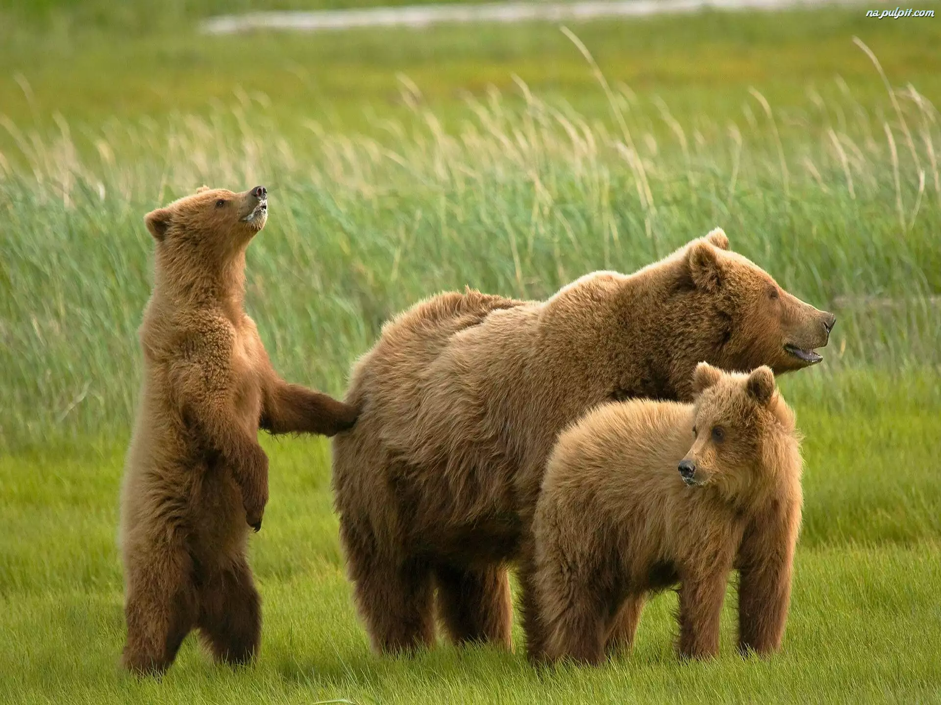 Rodzinka, Niedźwiedzie, Grizzly