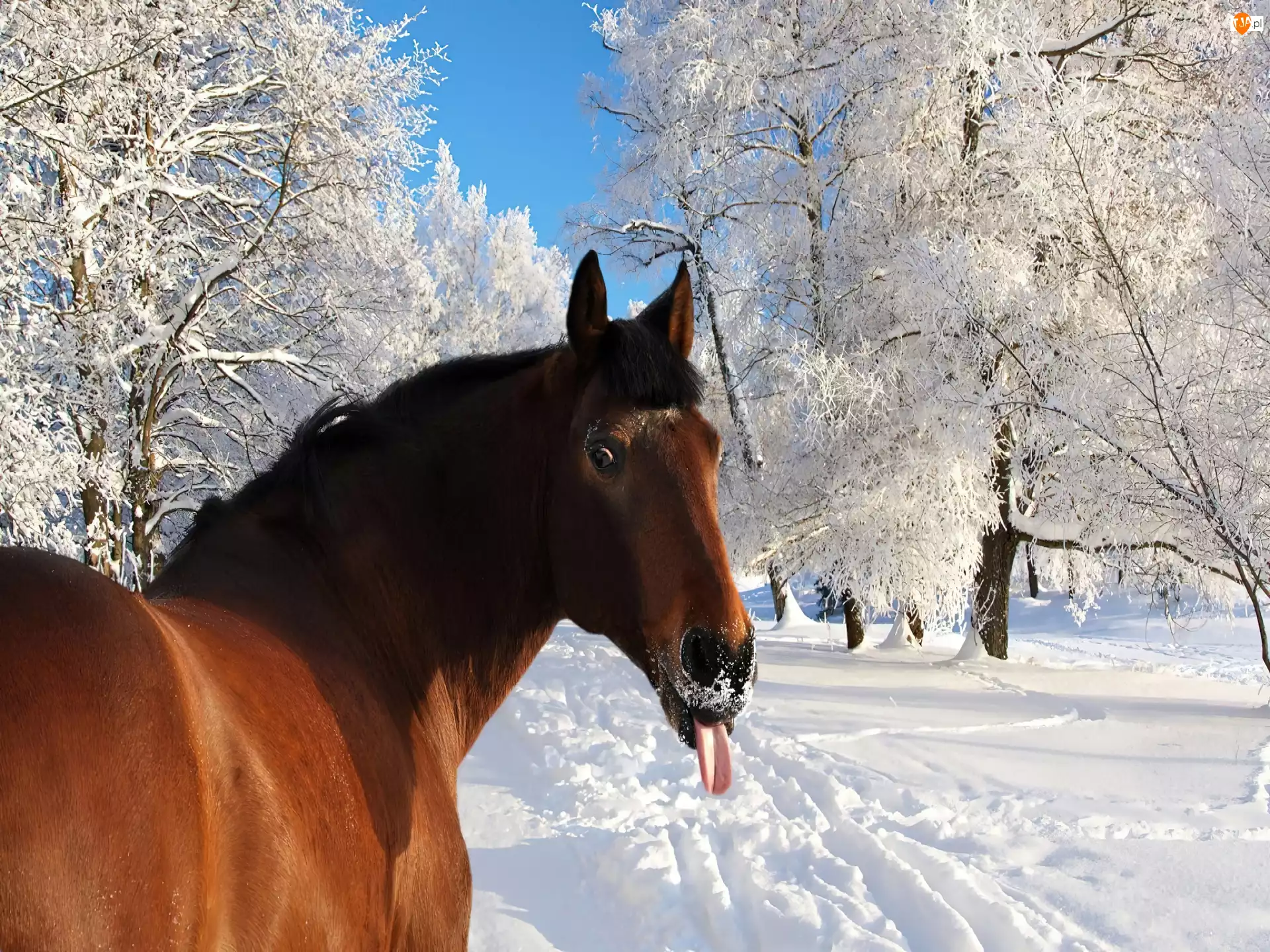 Zima, Koń, Język