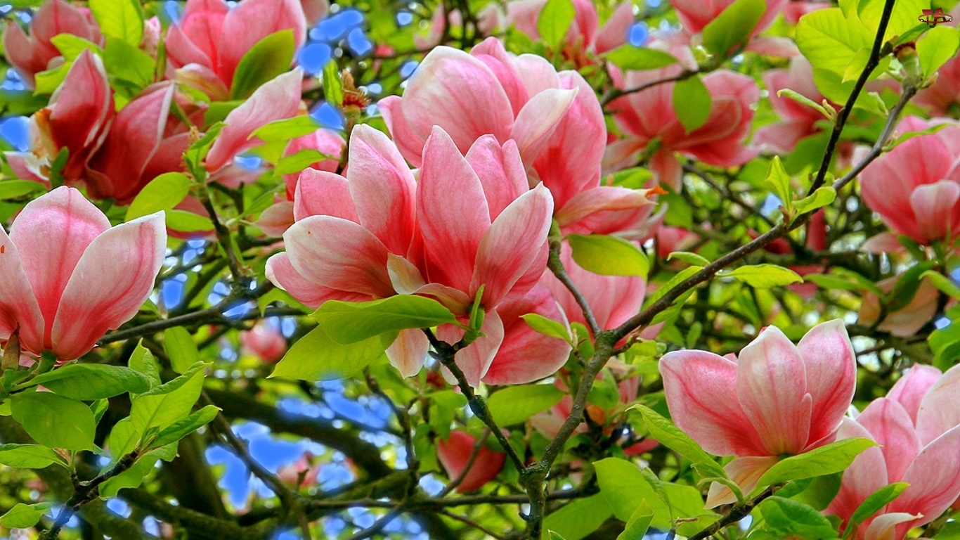 Magnolii, Kwiaty