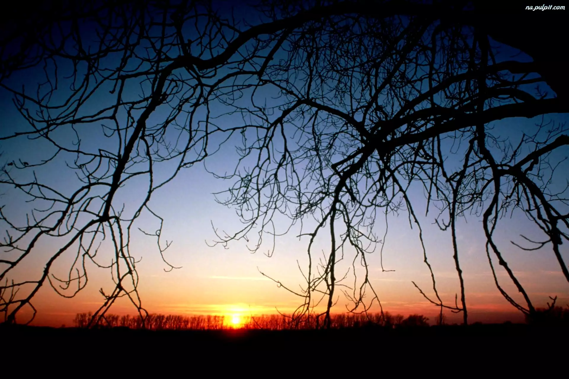 Opadające gałęzie, Zachód Słońca