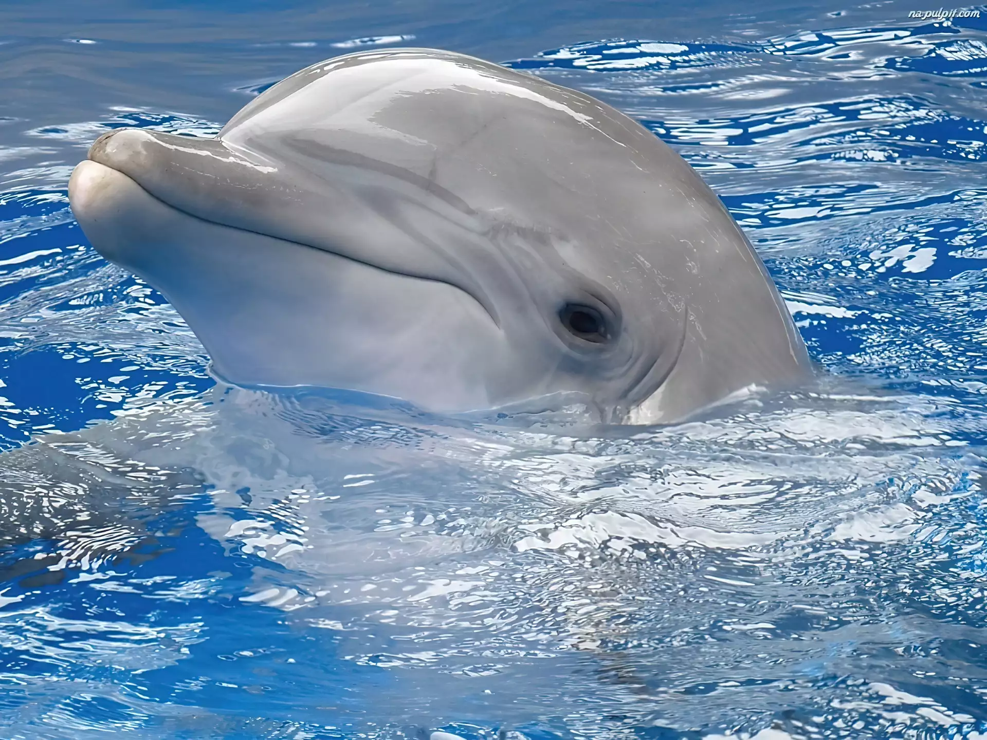 Woda, Uśmiechnięty, Delfin