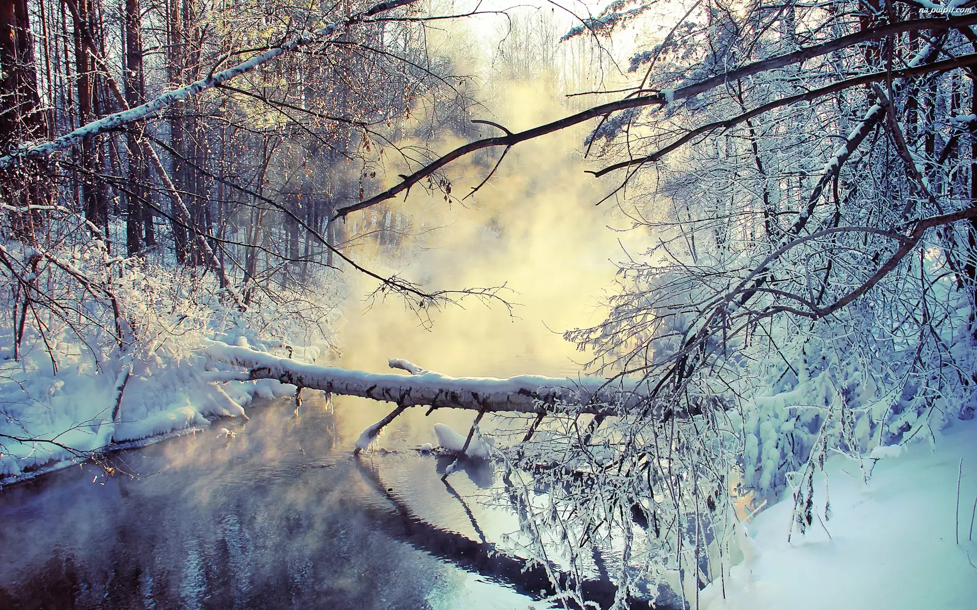 Śnieg, Rzeka, Drzewa