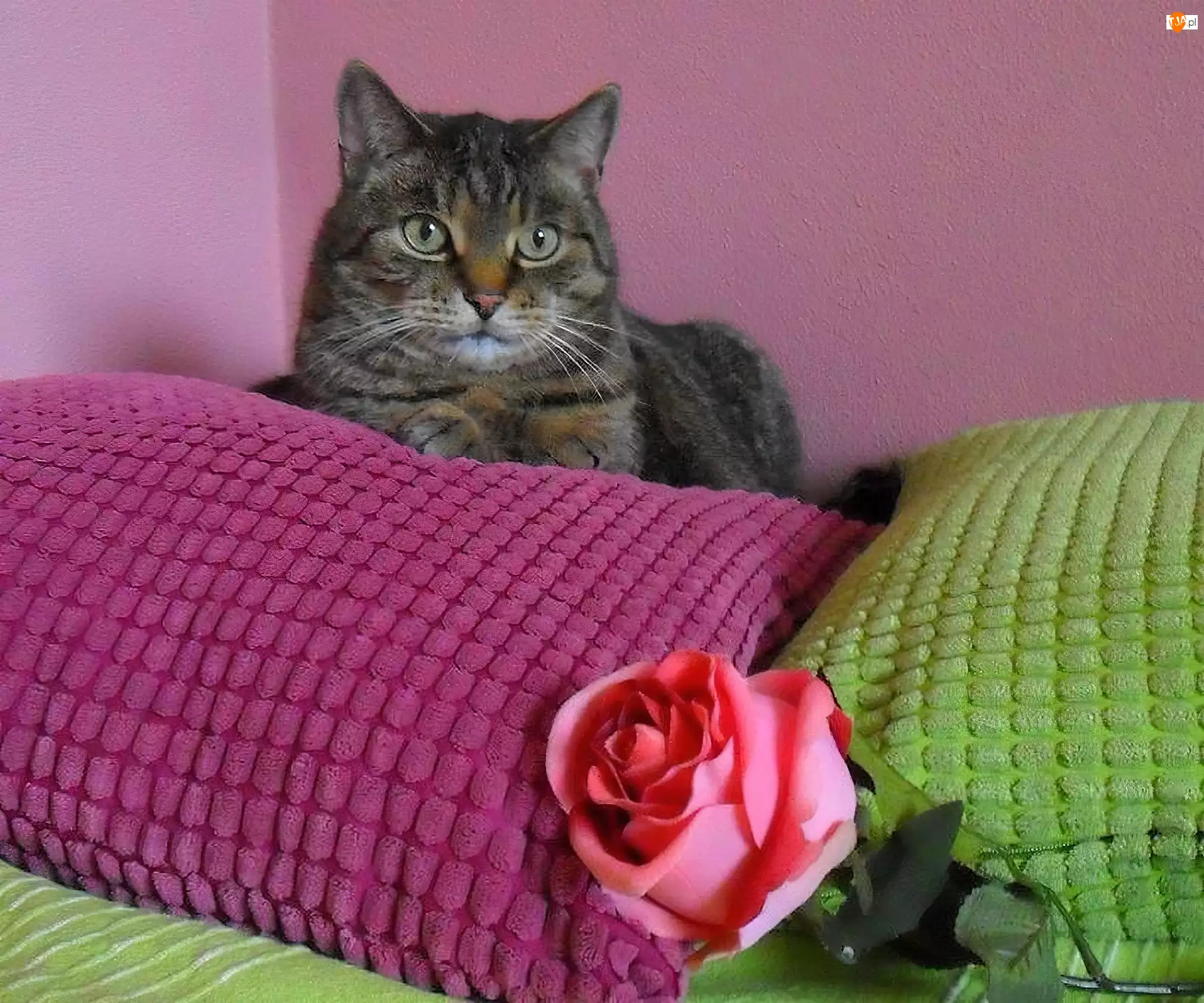 Kot, Róża, Kolorowe, Poduszki