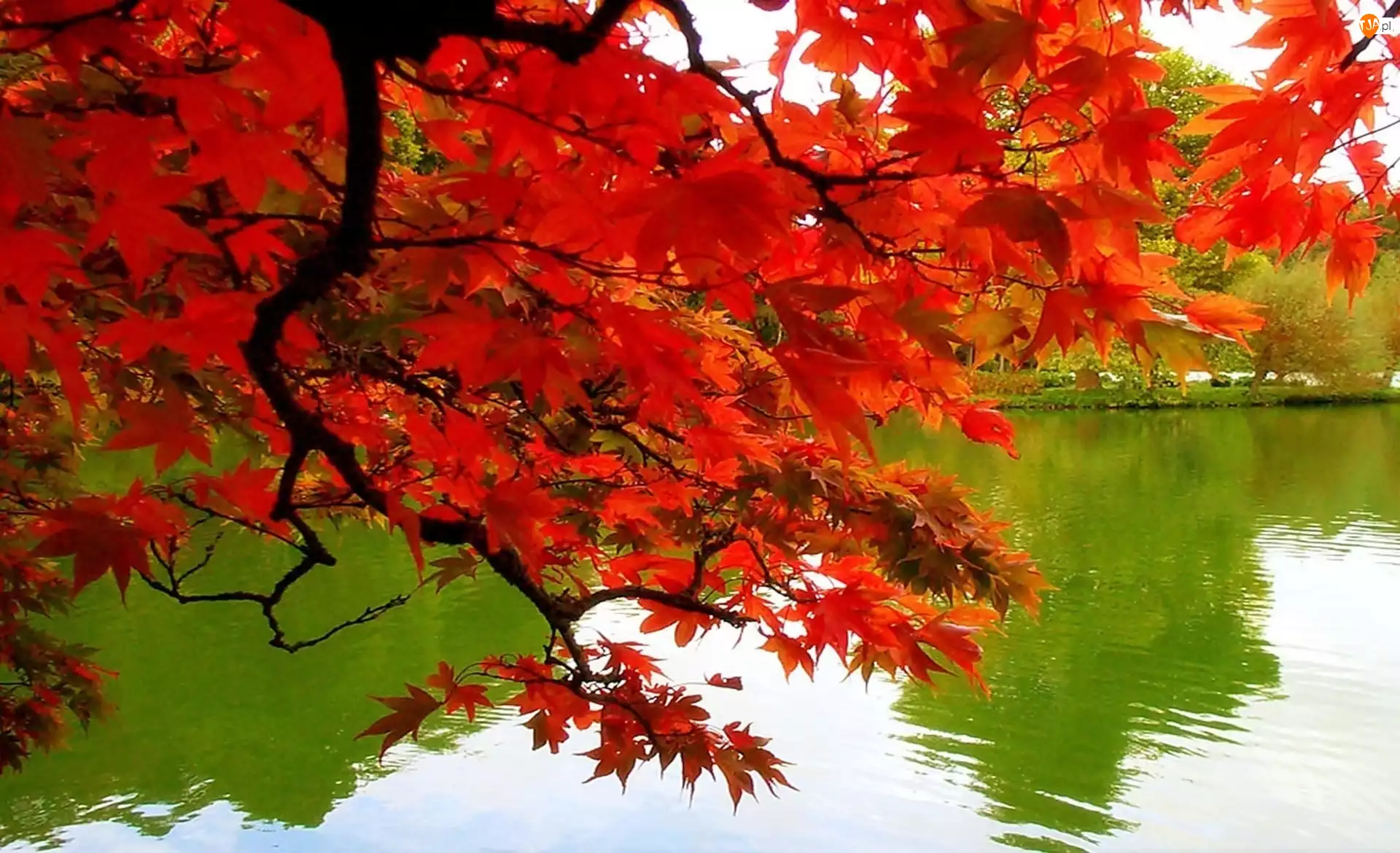 Woda, Jesień, Drzewo