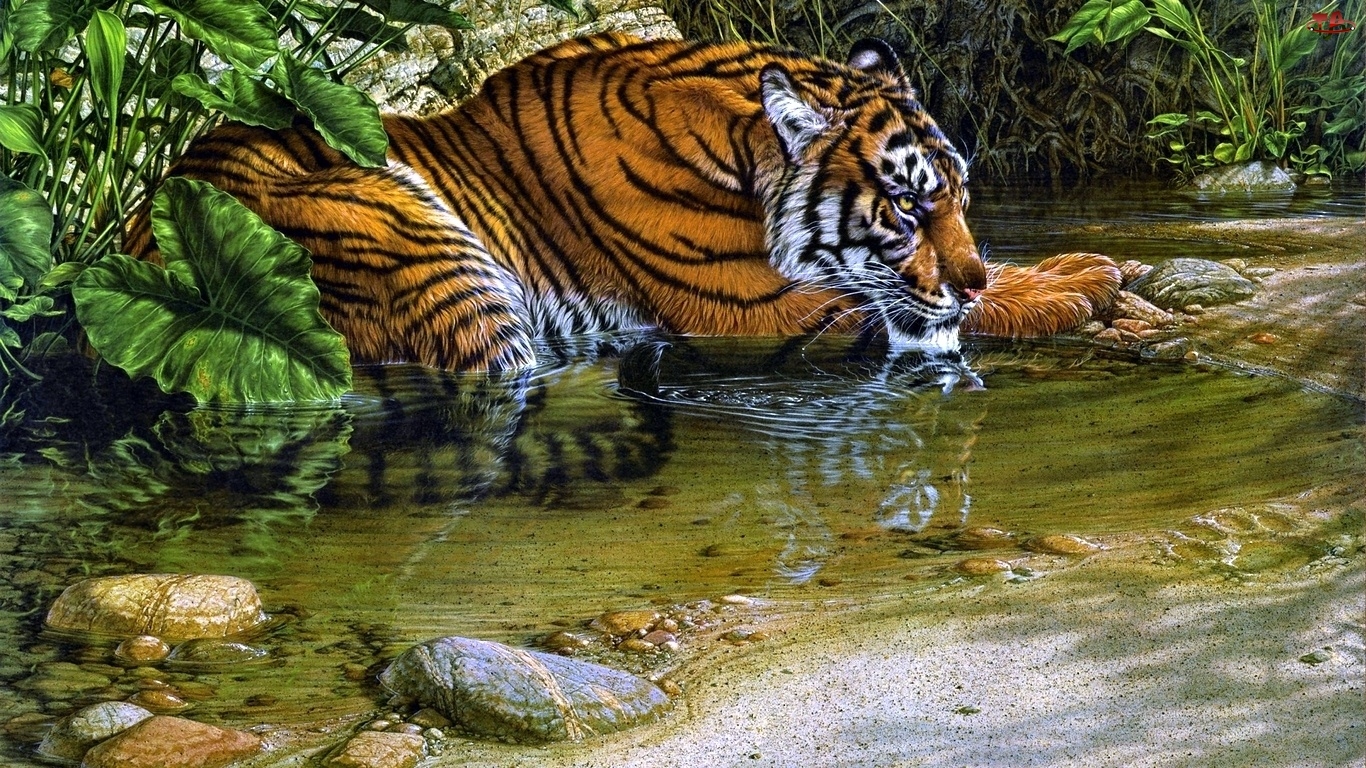 Odpoczynek, Tygrys, Woda