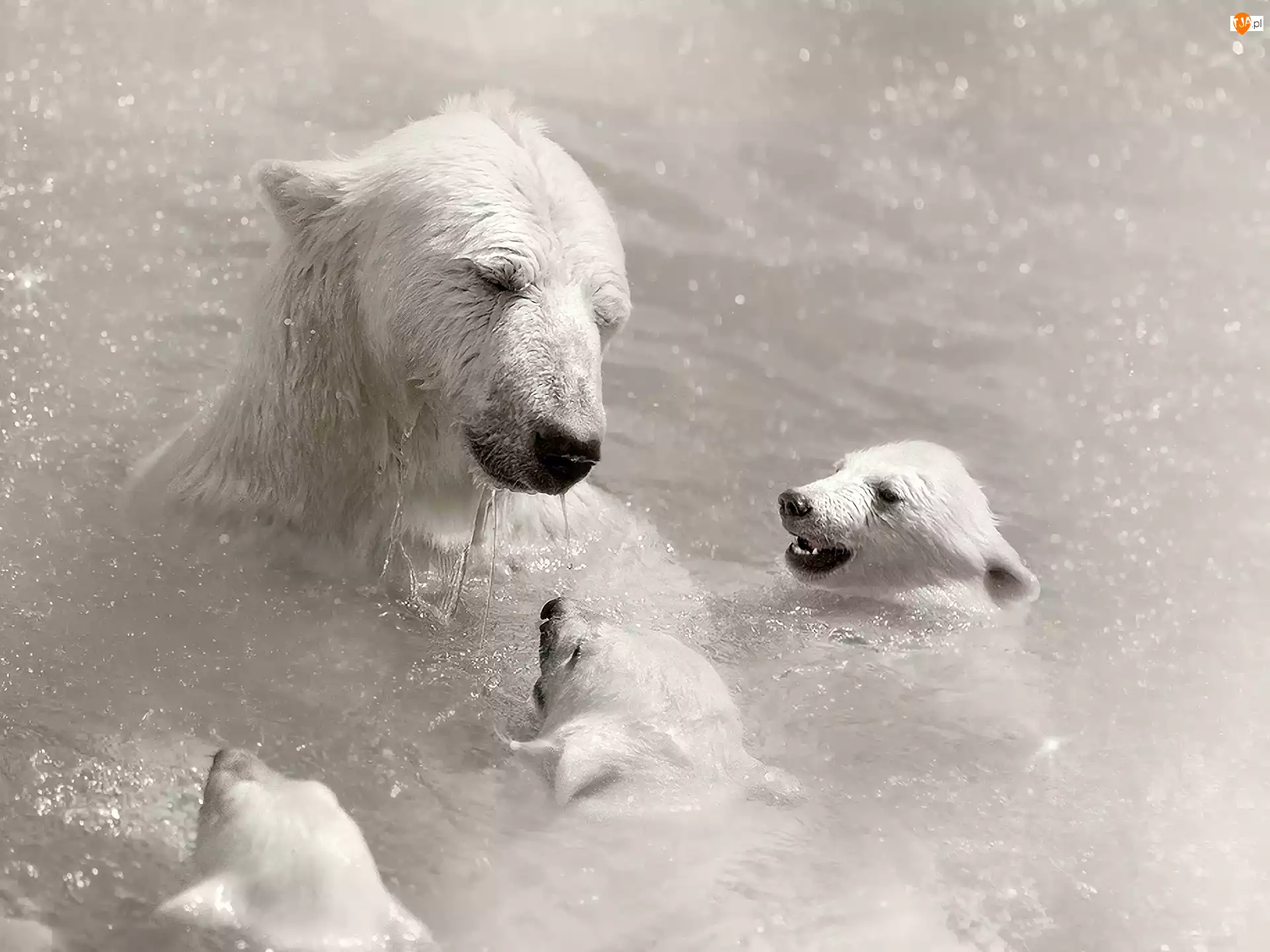 Woda, Niedźwiedźie, Polarne