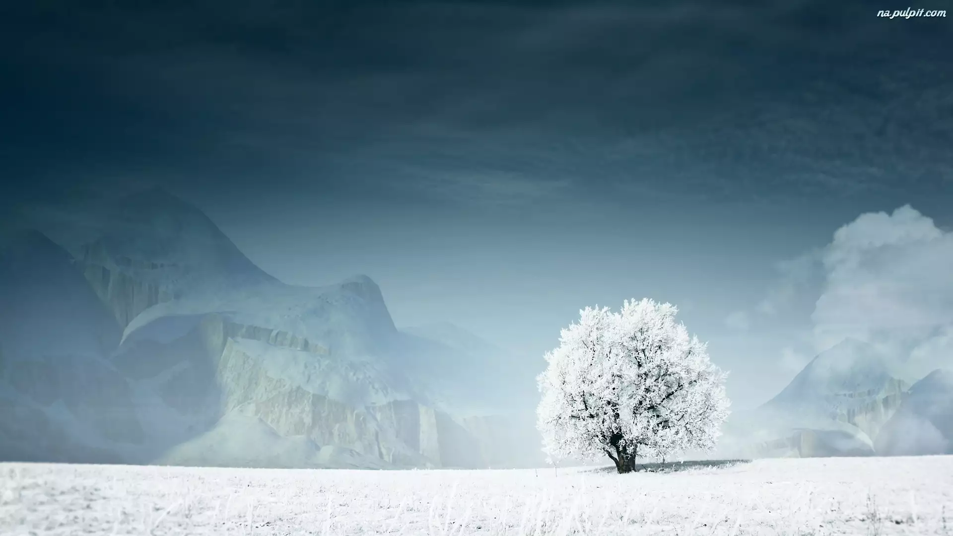 Samotne, Zaspy, Drzewo, Śnieg
