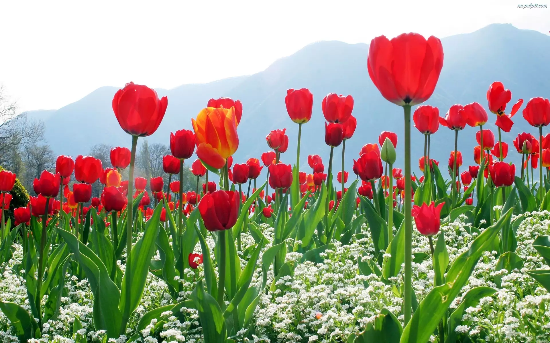 Góry, Czerwone, Białe, Tulipany, Kwiatki