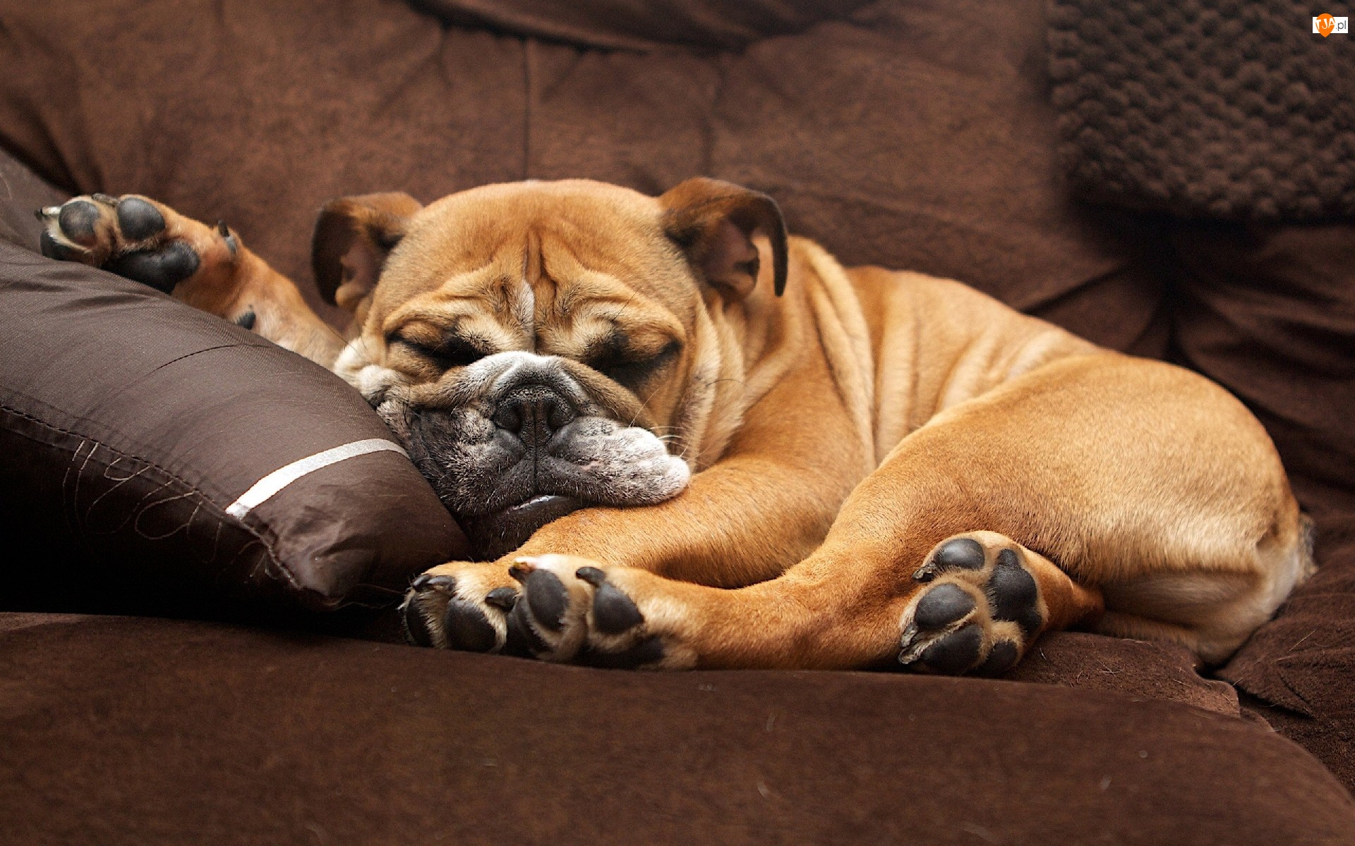 Buldog angielski, Śpiący