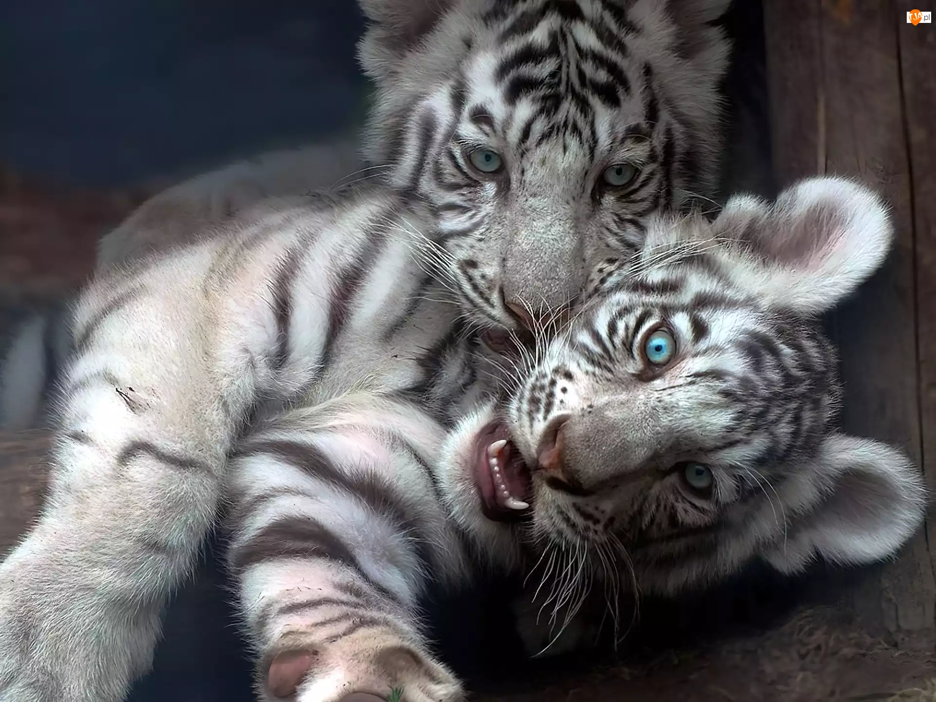 Dwa, Tygrysy, Małe, Białe