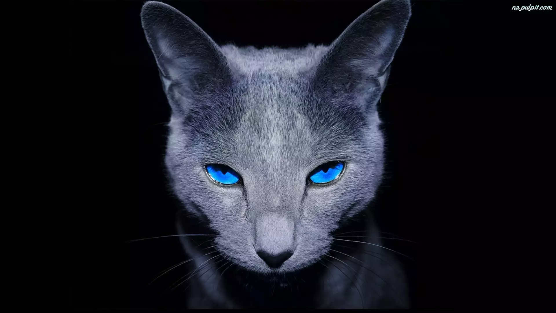 Oczy, Kot, Spojrzenie, Niebieskie