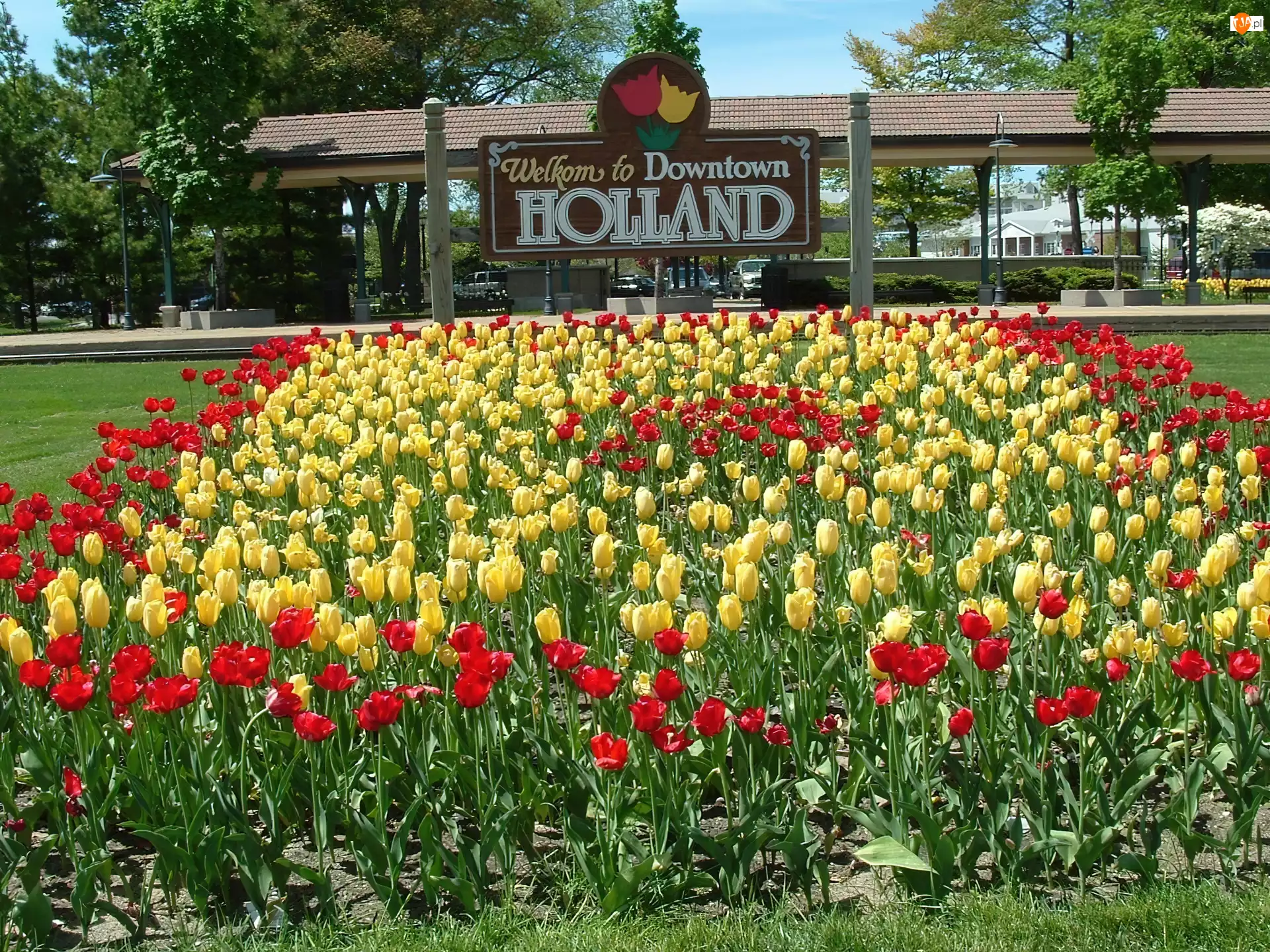 Holandia, Czerwone, Żółte, Tulipany