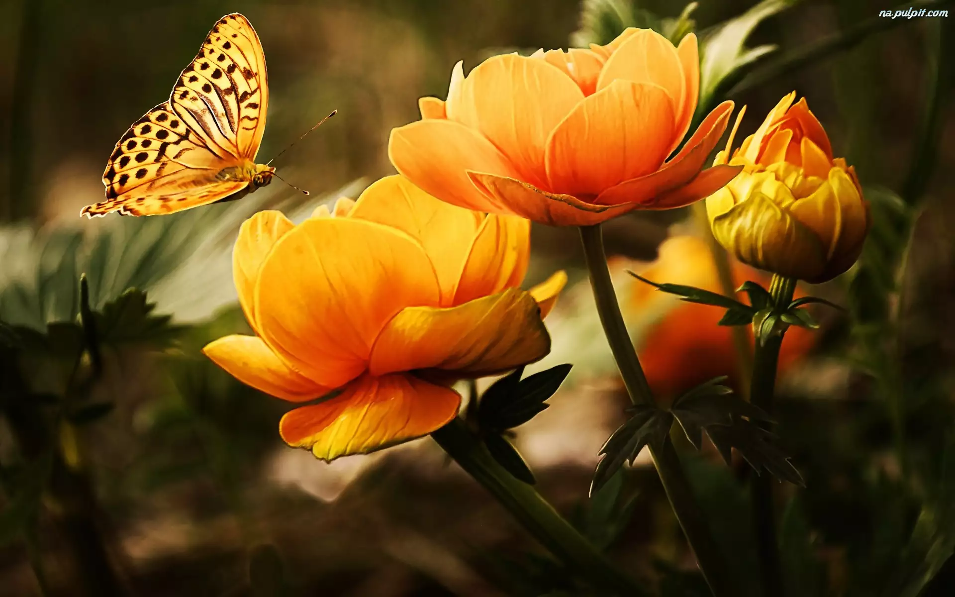 Pomarańczowy, Art, Kwiat, Motyl
