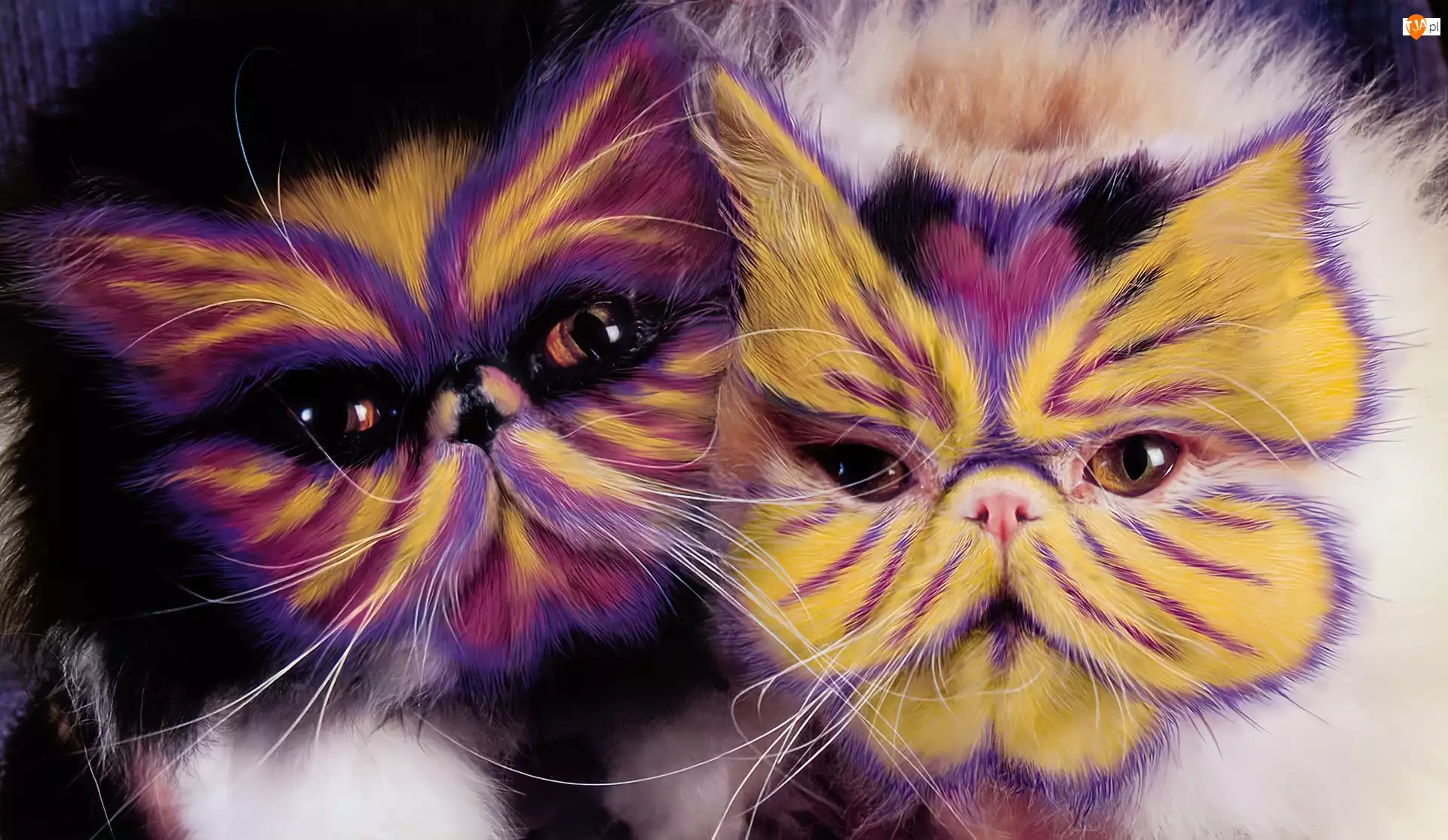 Pomalowane, Koty