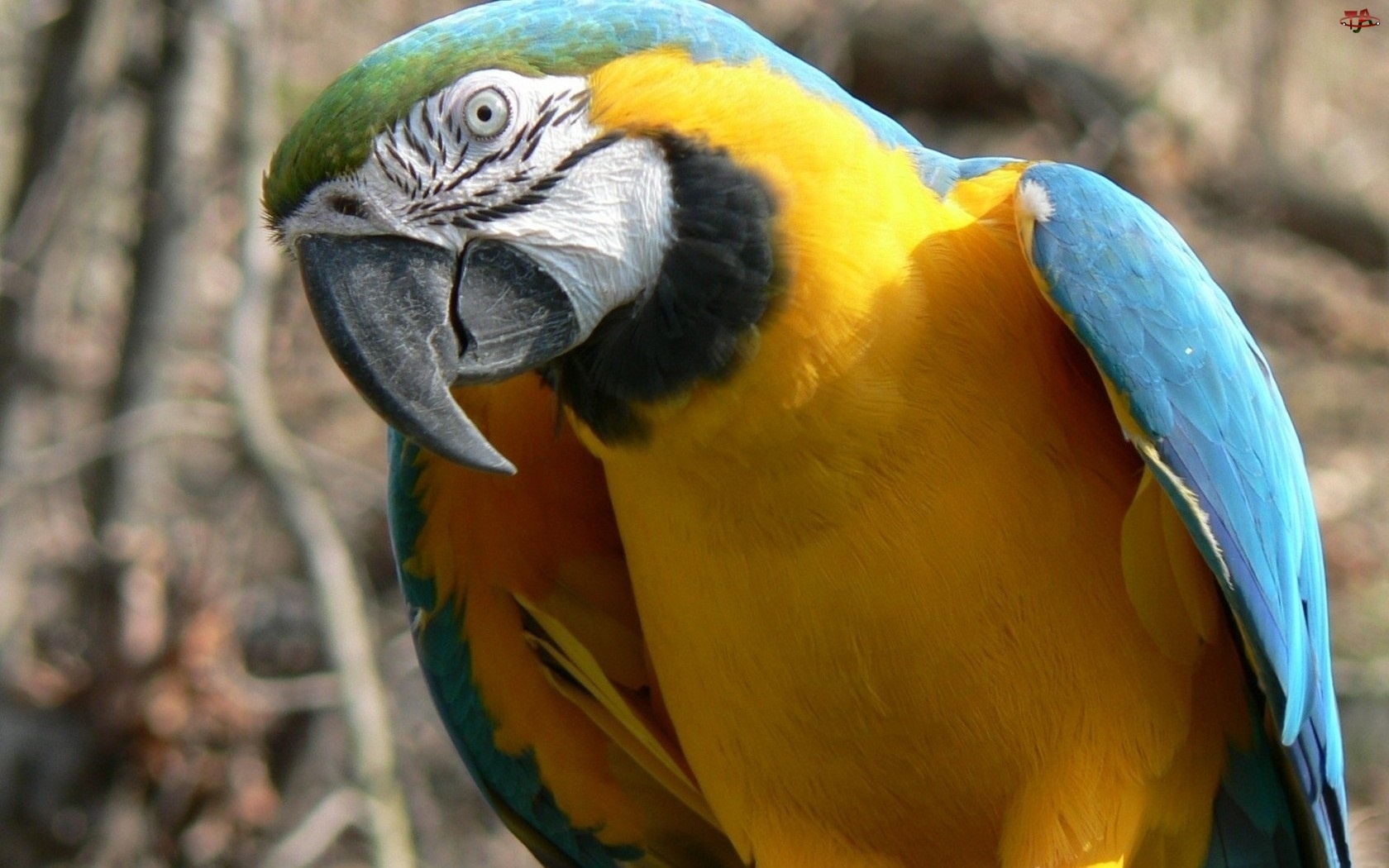 Papuga, Niebiesko, Żółta