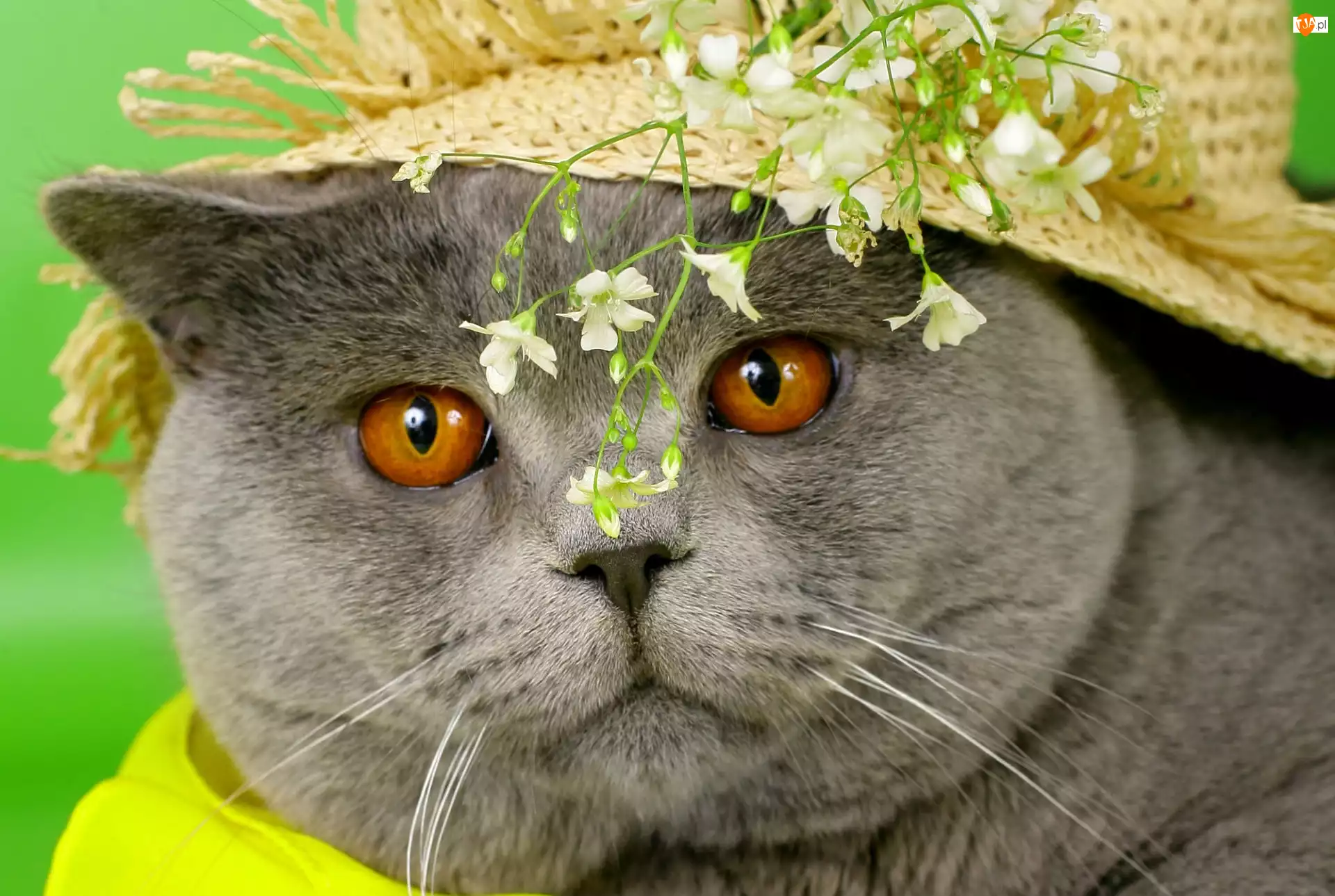 Kwiaty, Kot, Kapelusz