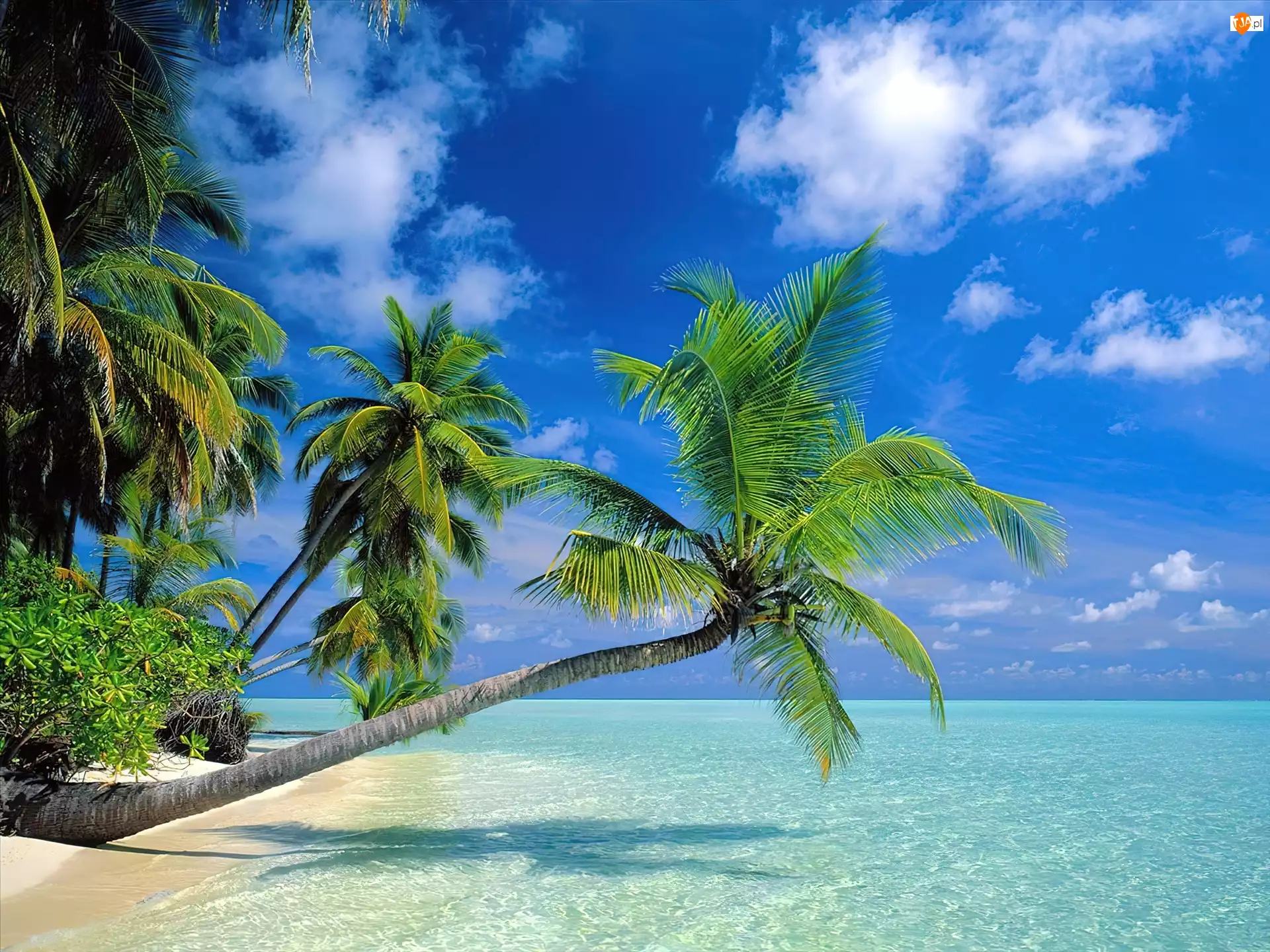 Niebo, Malediwy, Morze, Palma