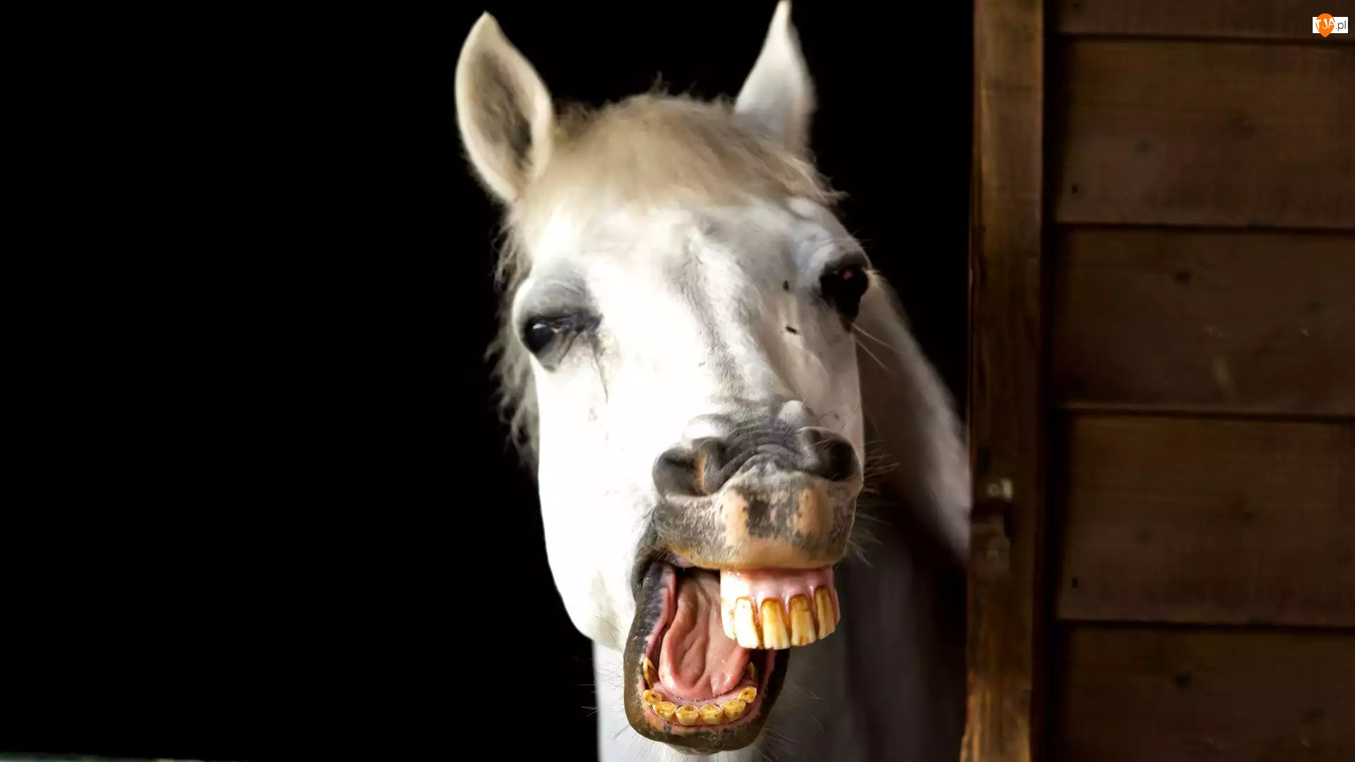 Zęby, Biały, Koń