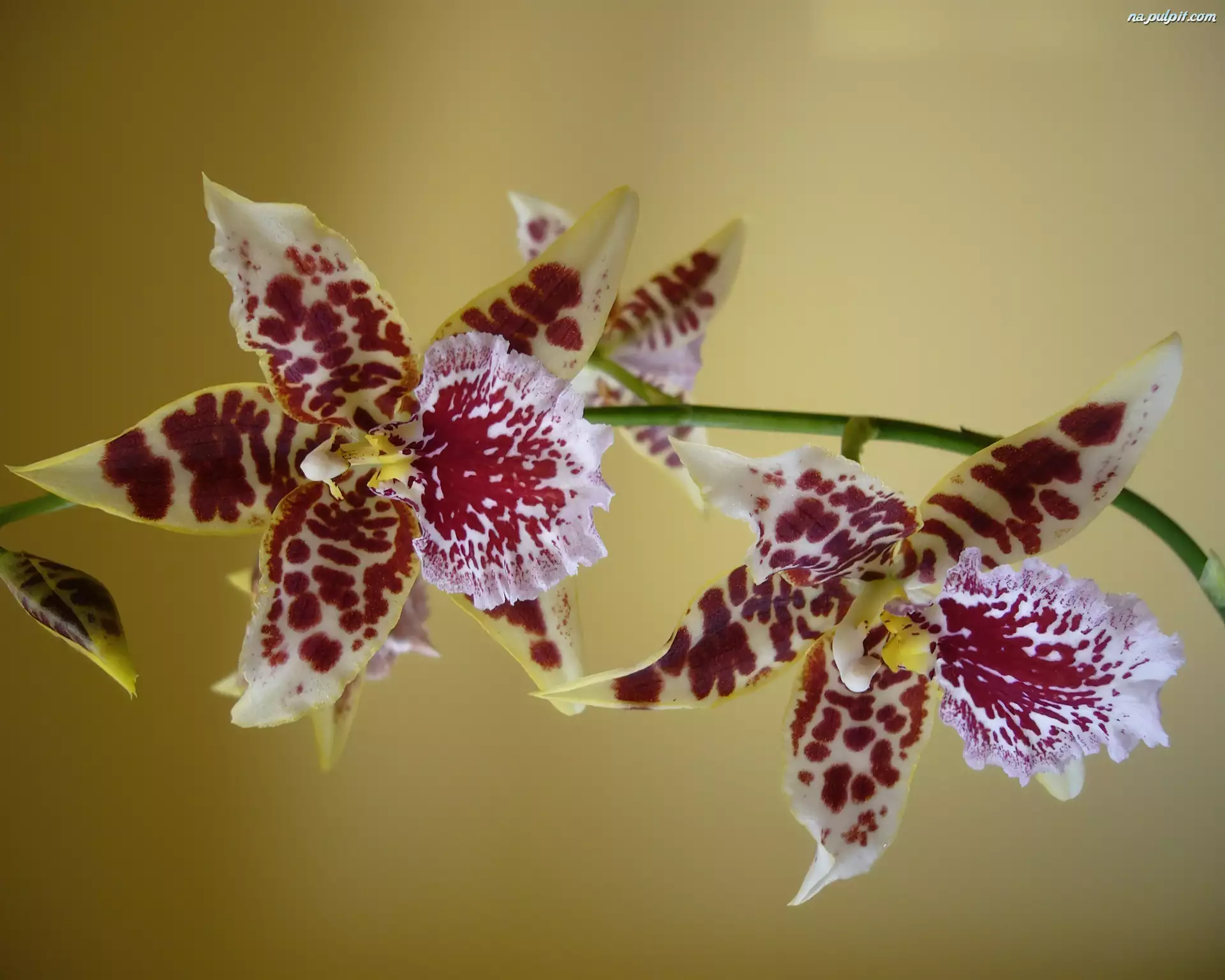 Orchidea, Piękna