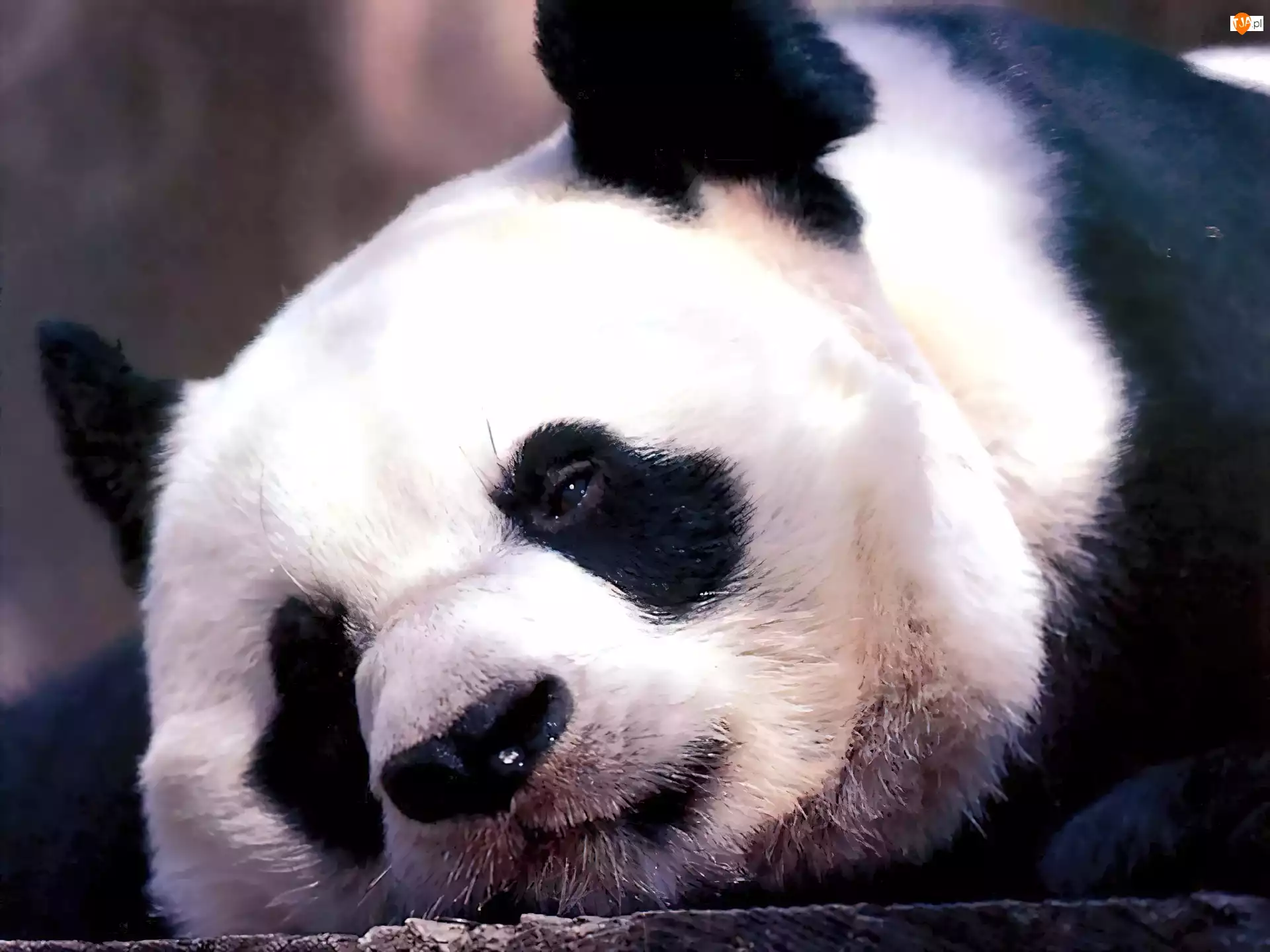 Panda, Smutna