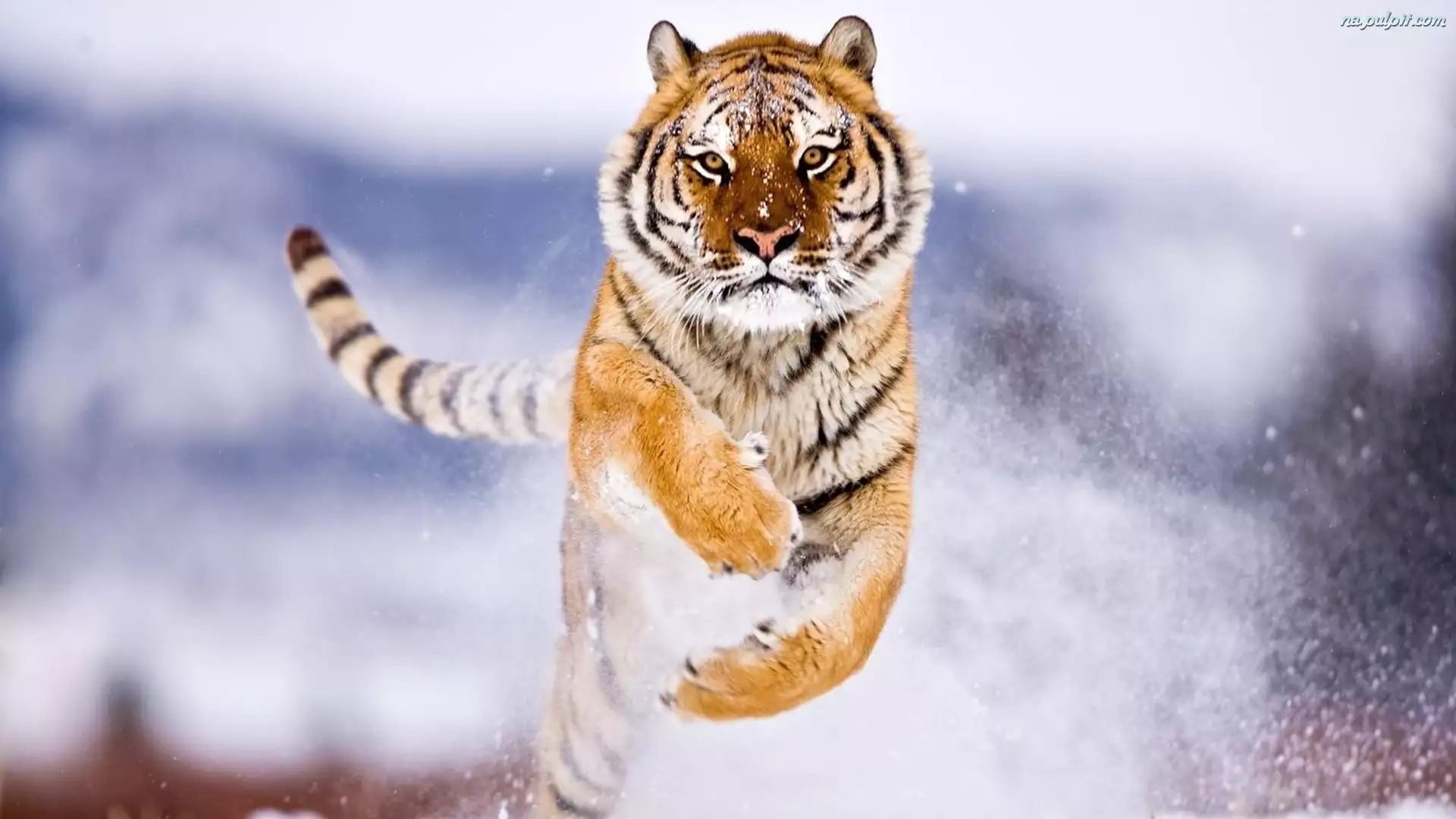 Śnieg, Tygrys, Skok
