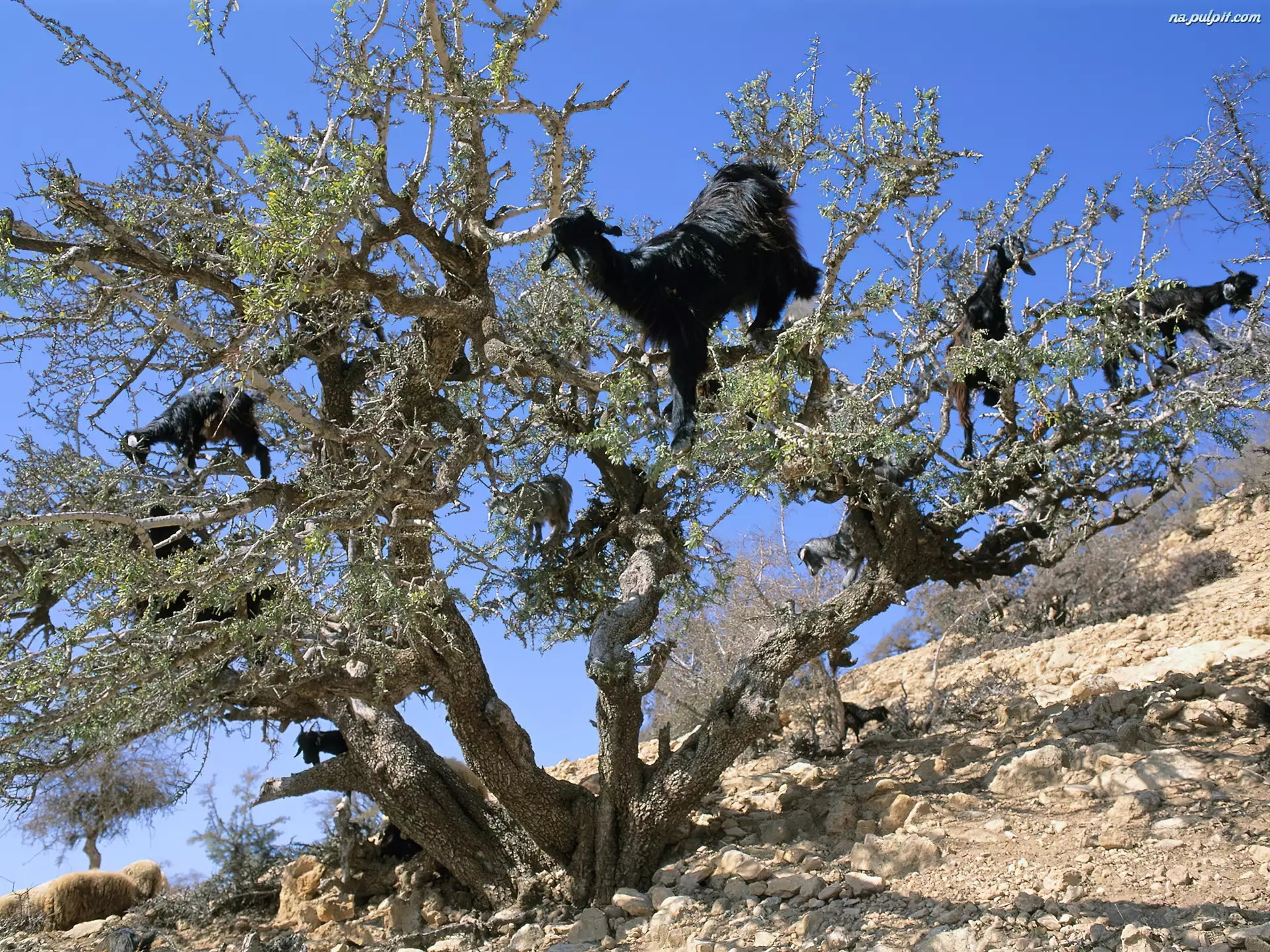 Maroko, Drzewo, Kozy