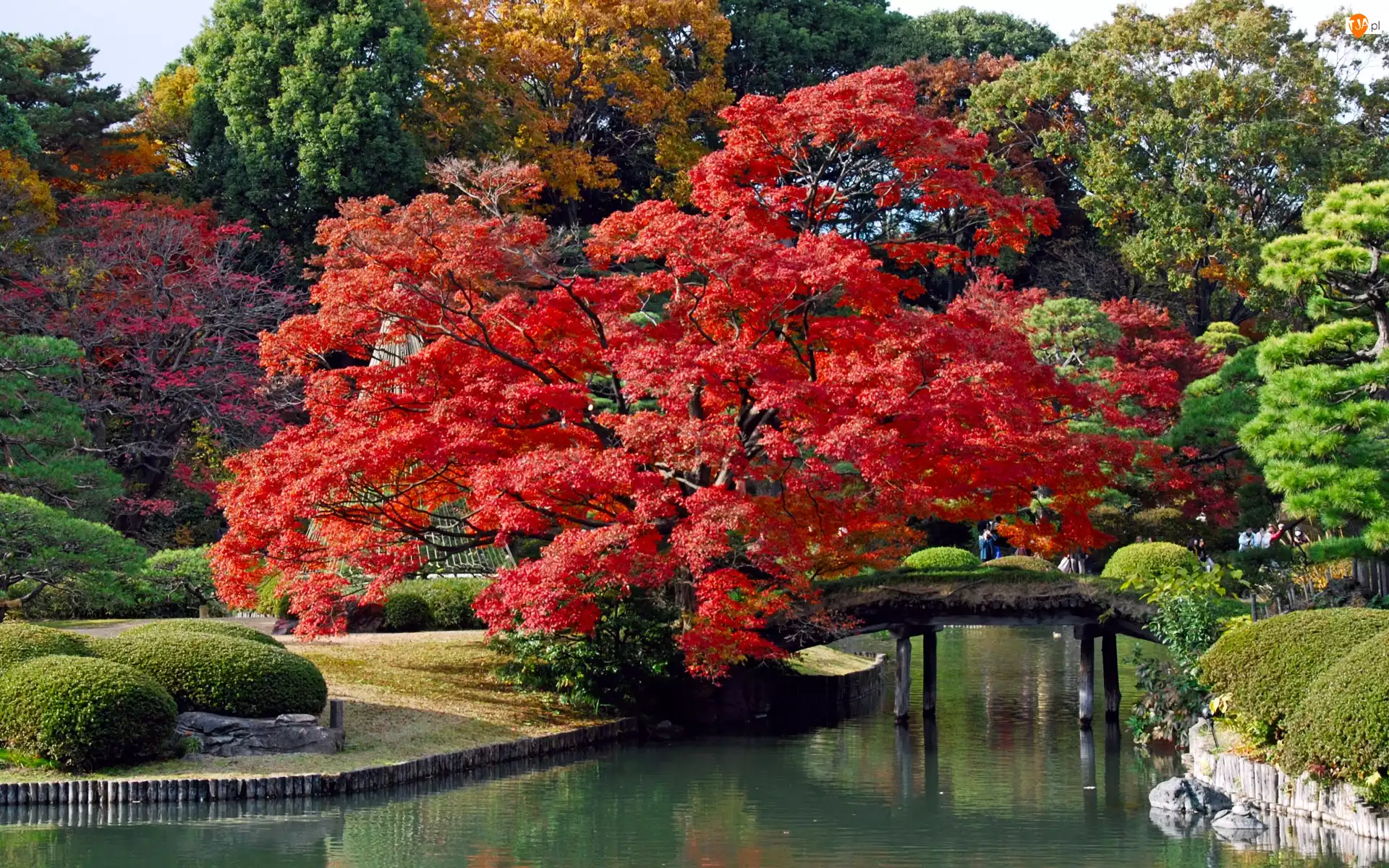 Park, Most, Japonia, Drzewa, Tokyo, Rzeczka