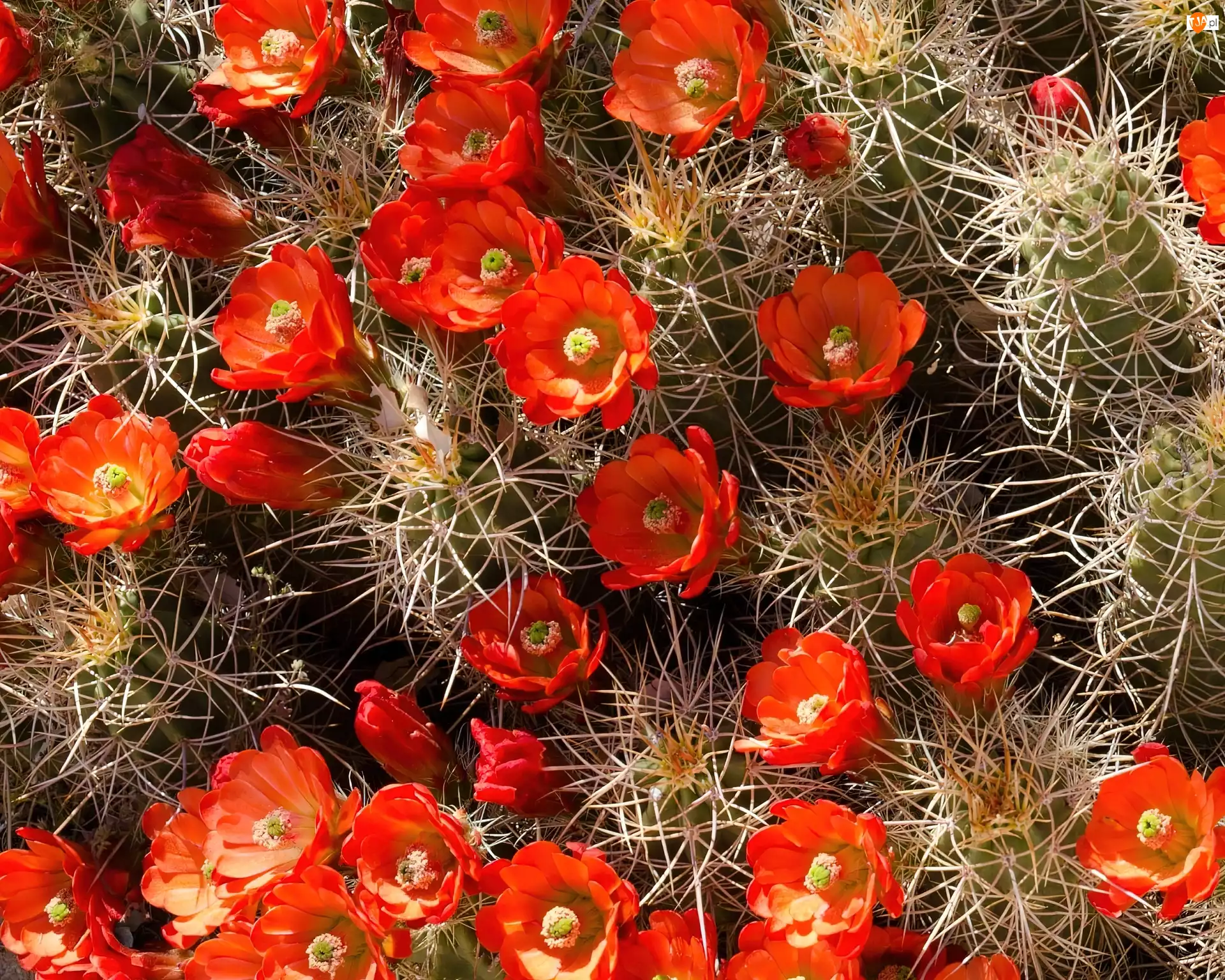 Kaktusy, Kwitnące