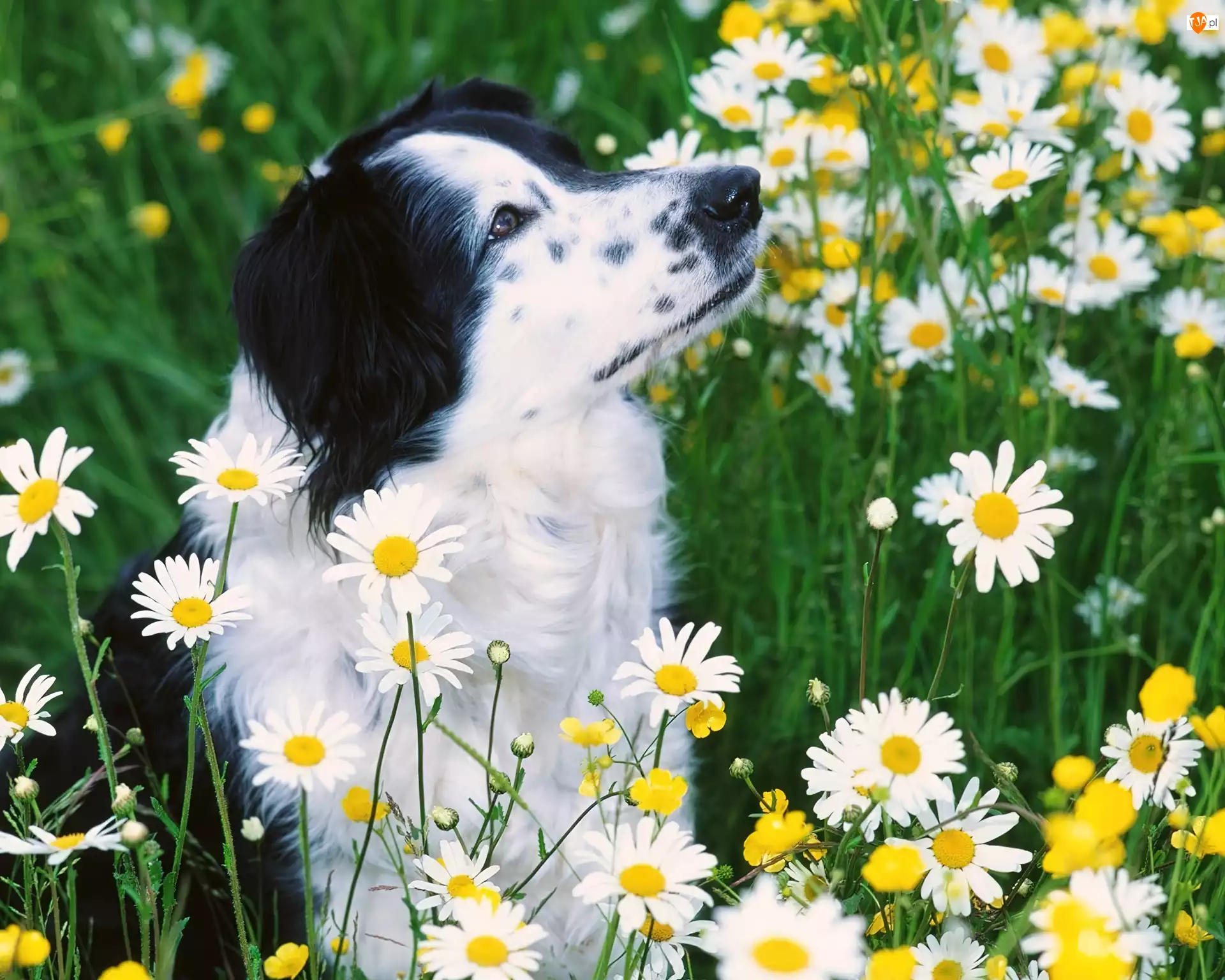 Kwiatki, Pies, Łąka