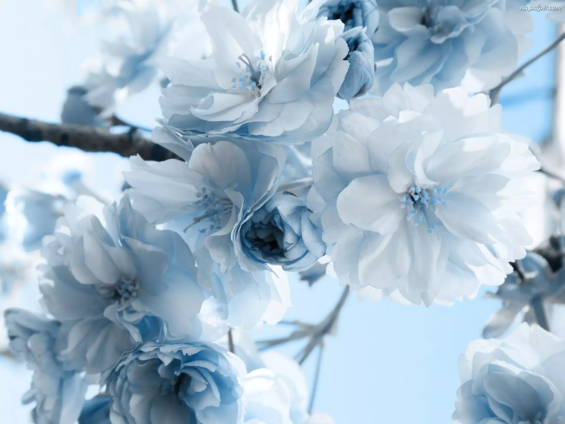 Kwiaty, Błękitne