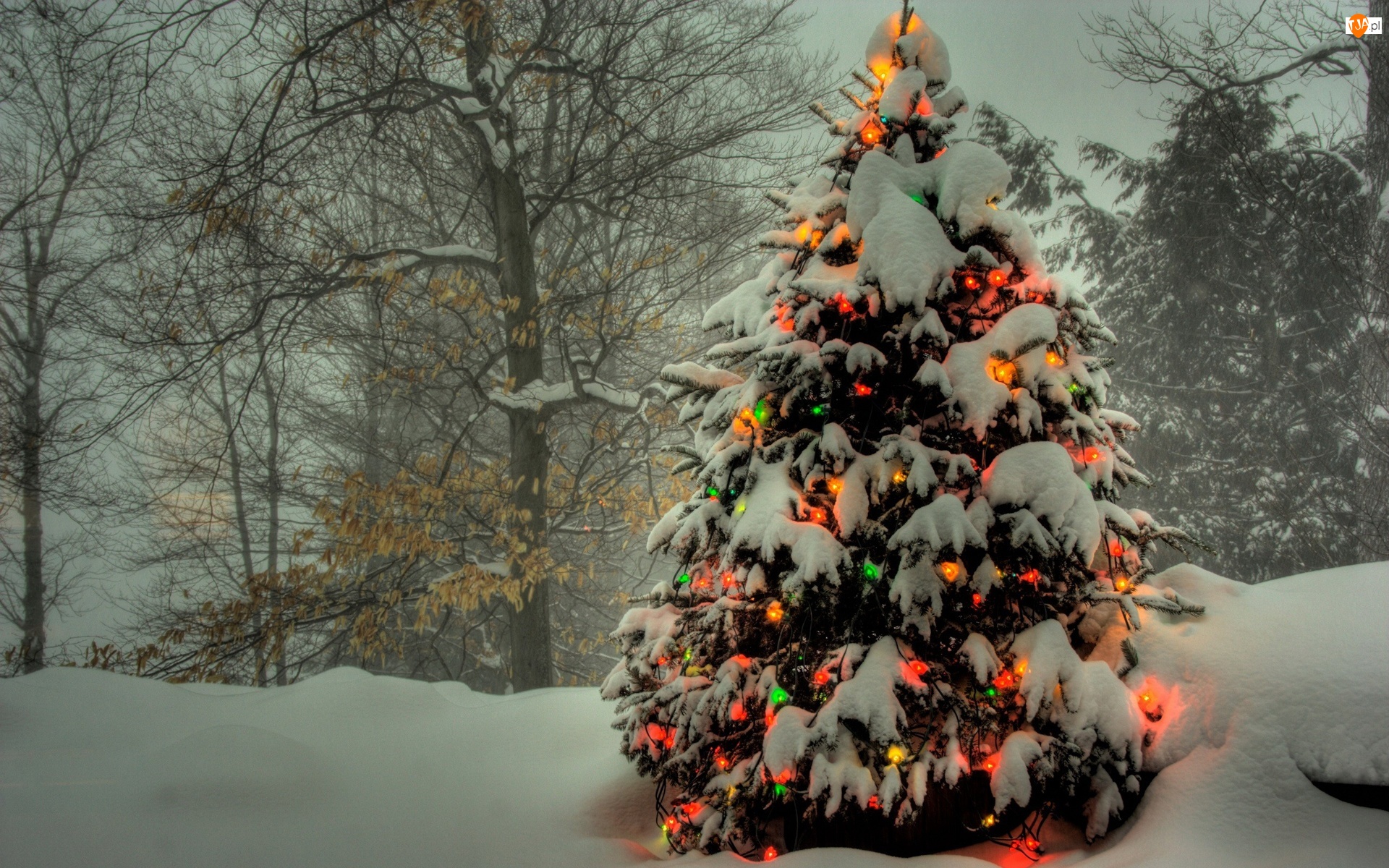 Drzewa, Choinka, Śnieg, Oświetlona