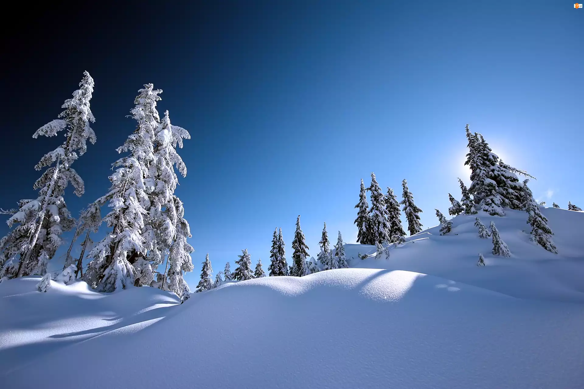 Niebo, Drzewa, Śnieg