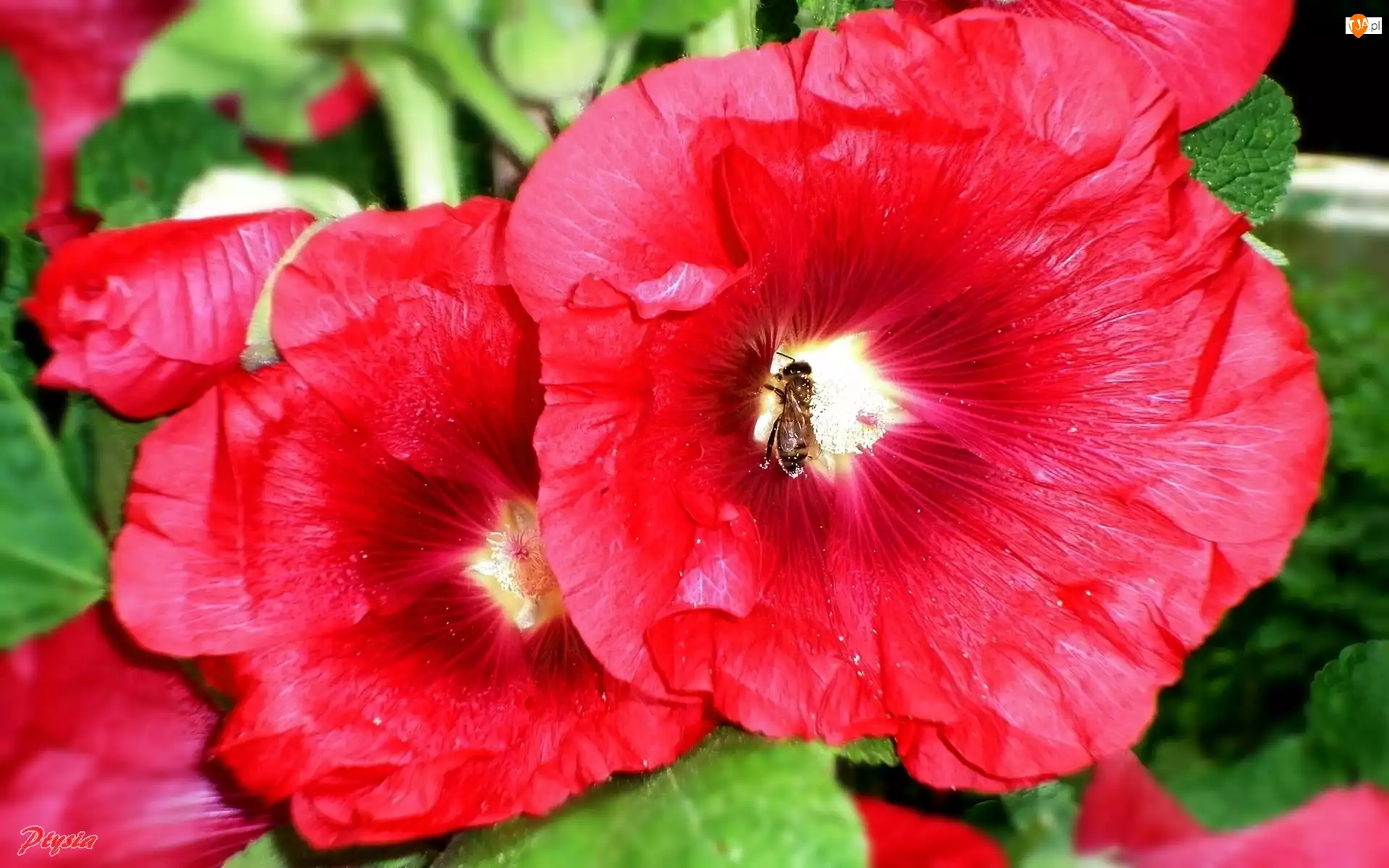 Malwa, Pszczoła