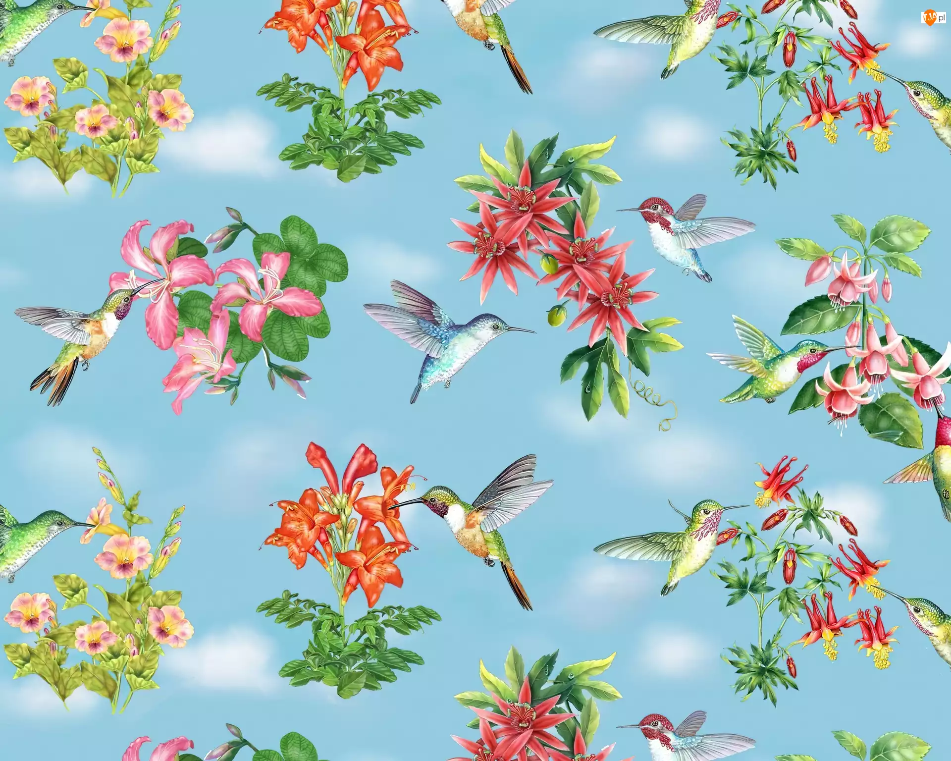 Kwiatki, Kolibry