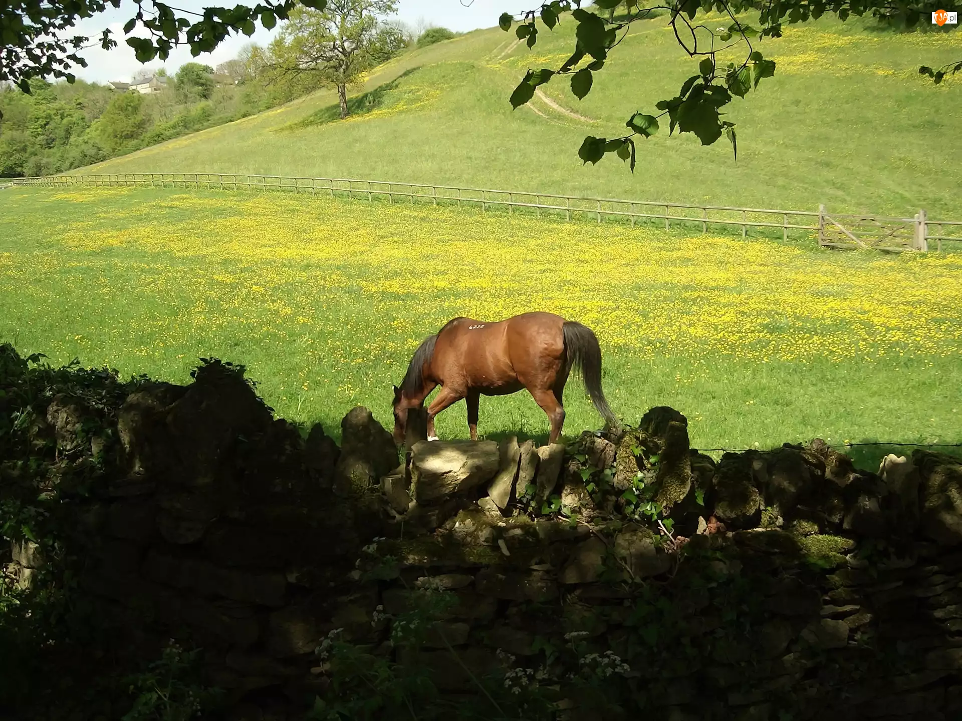 Ogrodzenie, Koń, Pastwisko